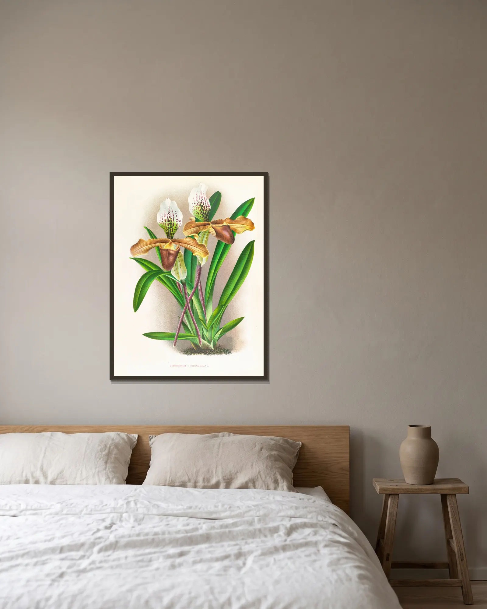 Cypripedium nitens av Jean Jules Linden inramad på en vägg