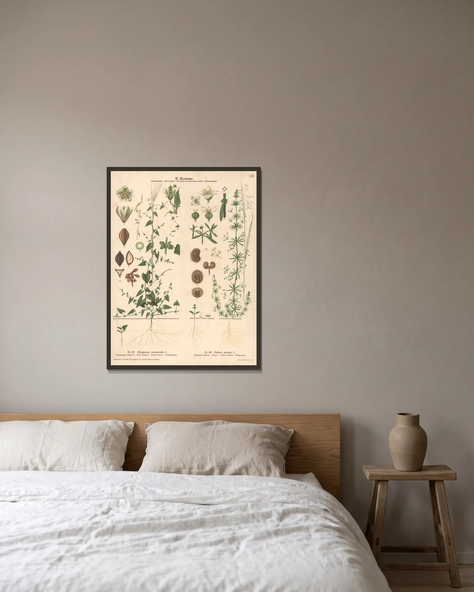 Black bindweed, Cleavers av Knut Quelprud inramad på en vägg