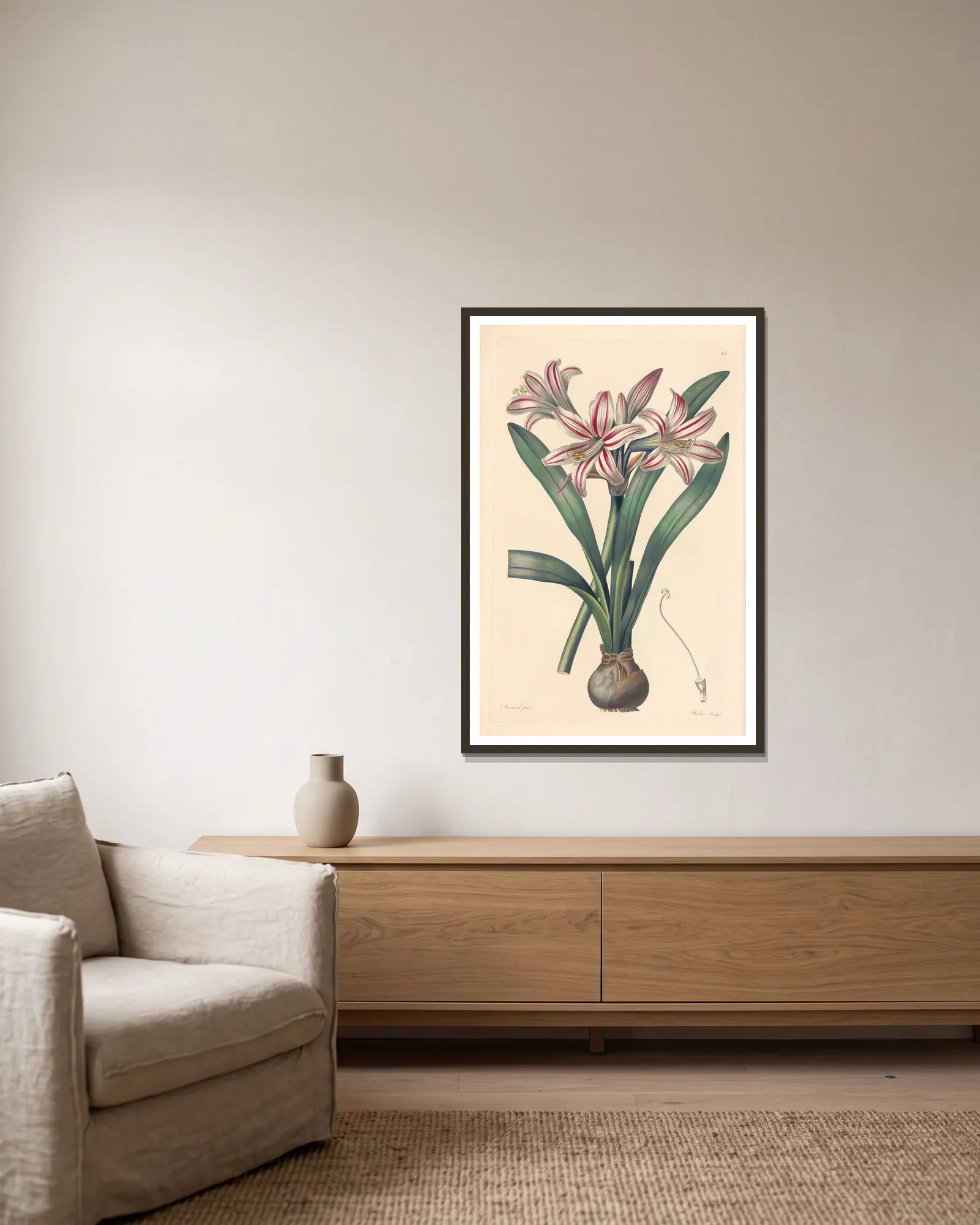 Amaryllis vittata av Leopold Trattinnick inramad på en vägg