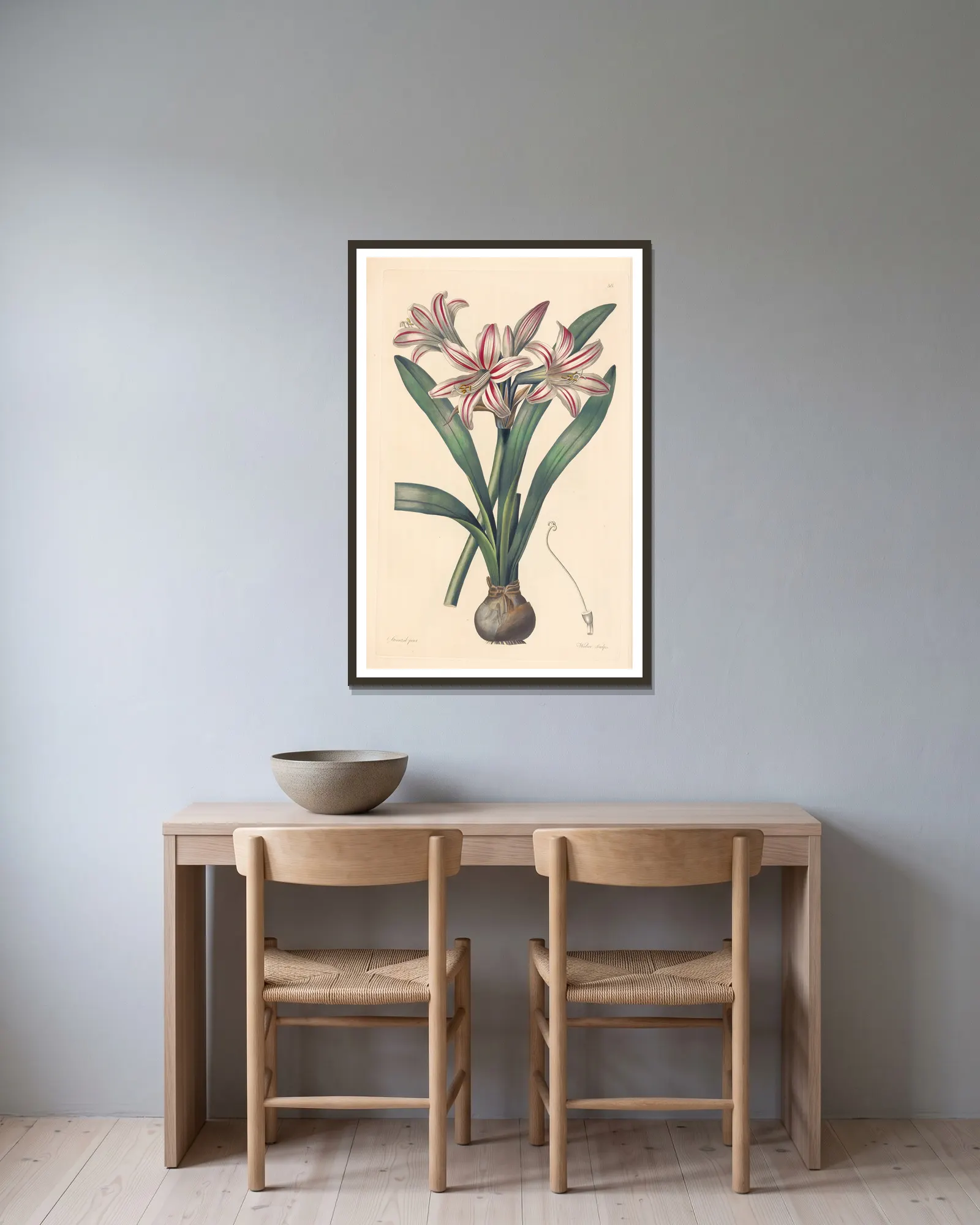Amaryllis vittata av Leopold Trattinnick inramad på en vägg