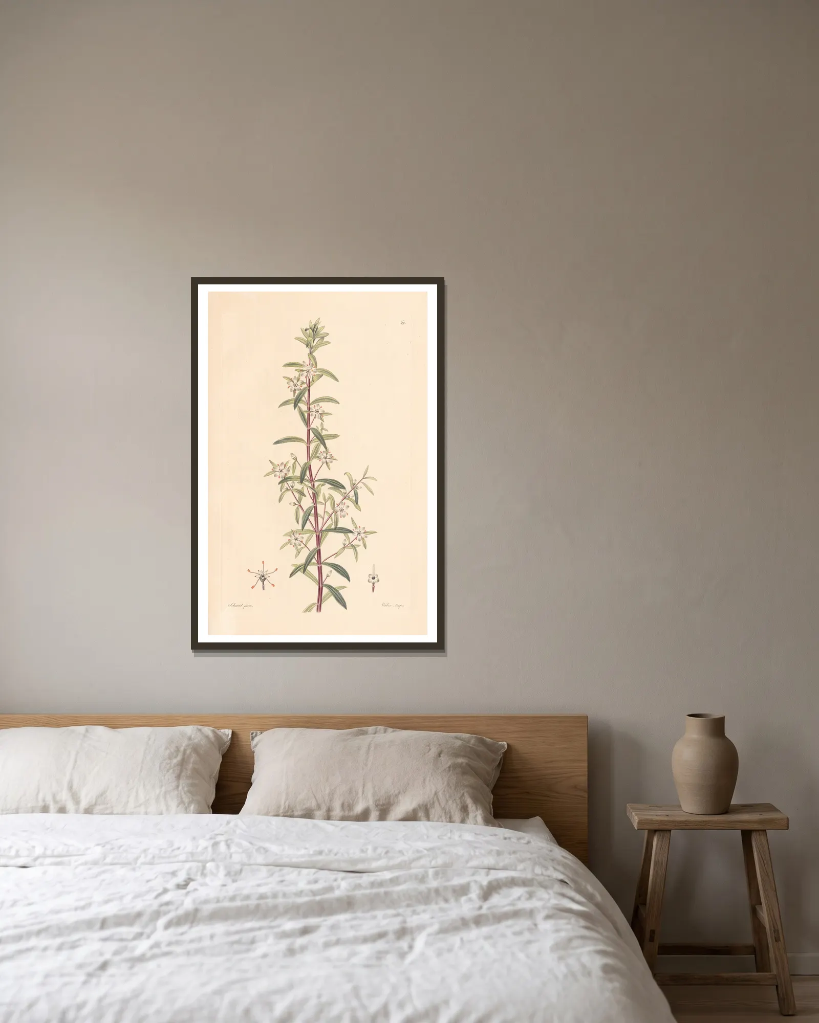 Diosma serratifolium av Leopold Trattinnick inramad på en vägg