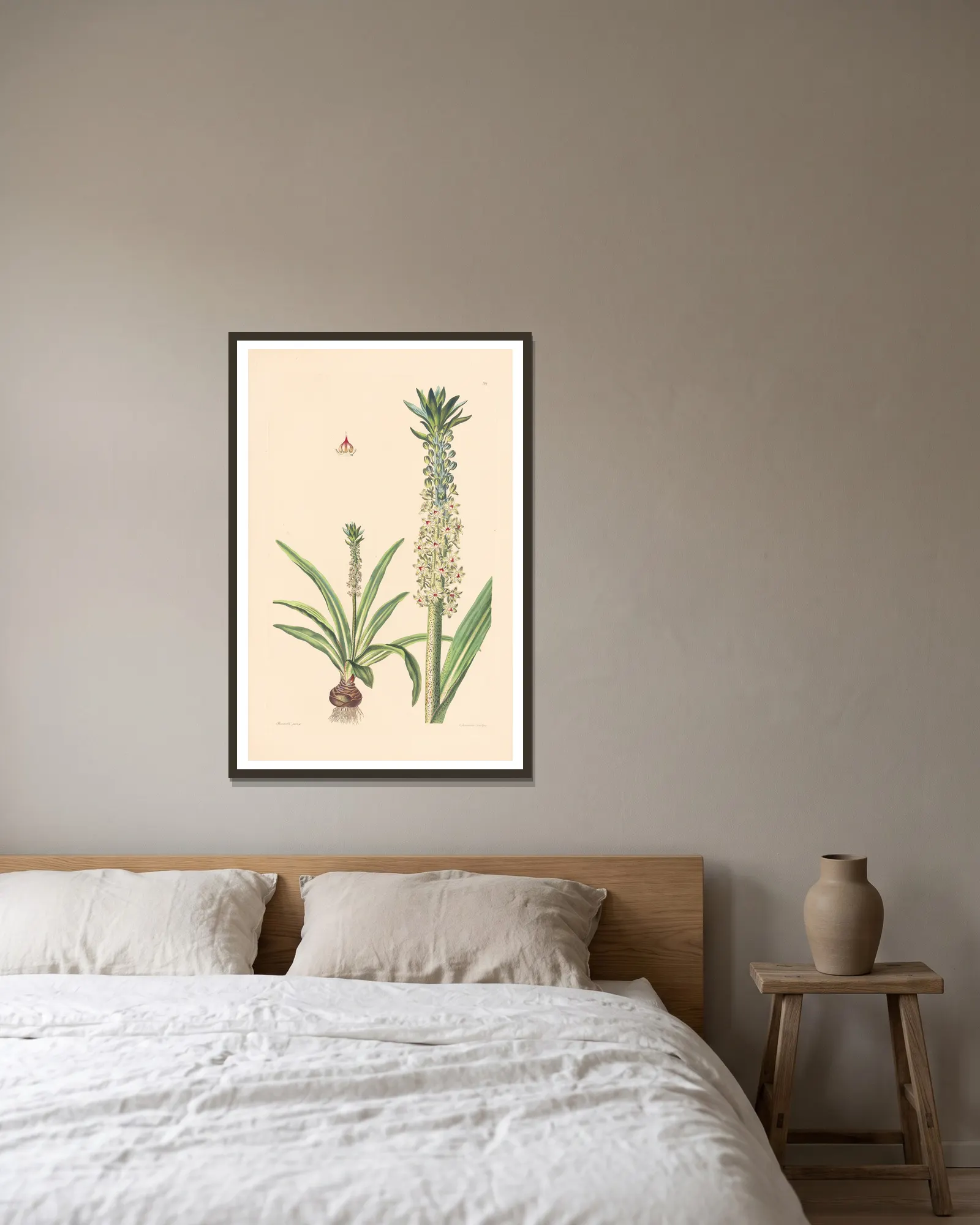 Eucomis punctata av Leopold Trattinnick inramad på en vägg