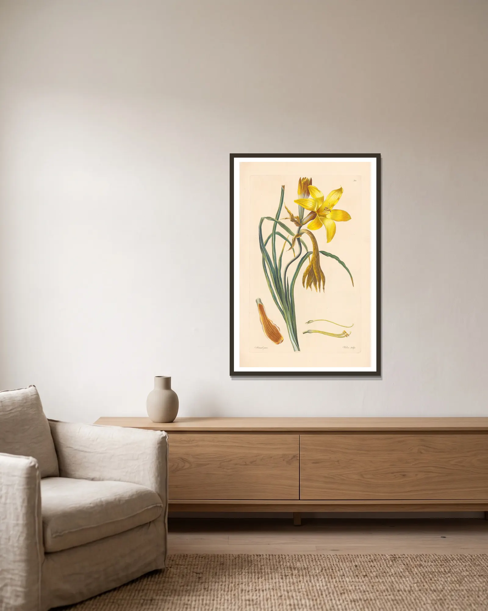 Hemerocallis graminea av Leopold Trattinnick inramad på en vägg