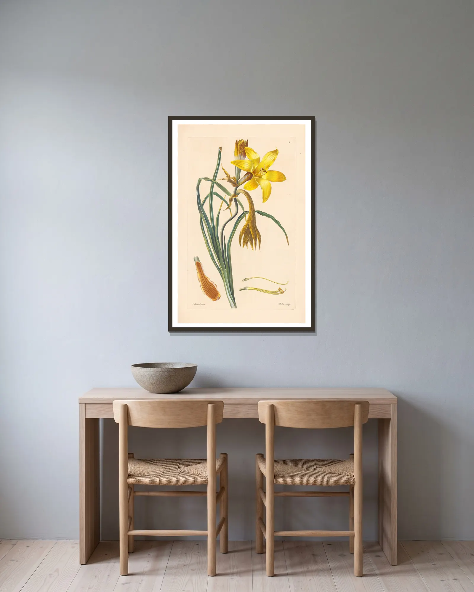 Hemerocallis graminea av Leopold Trattinnick inramad på en vägg