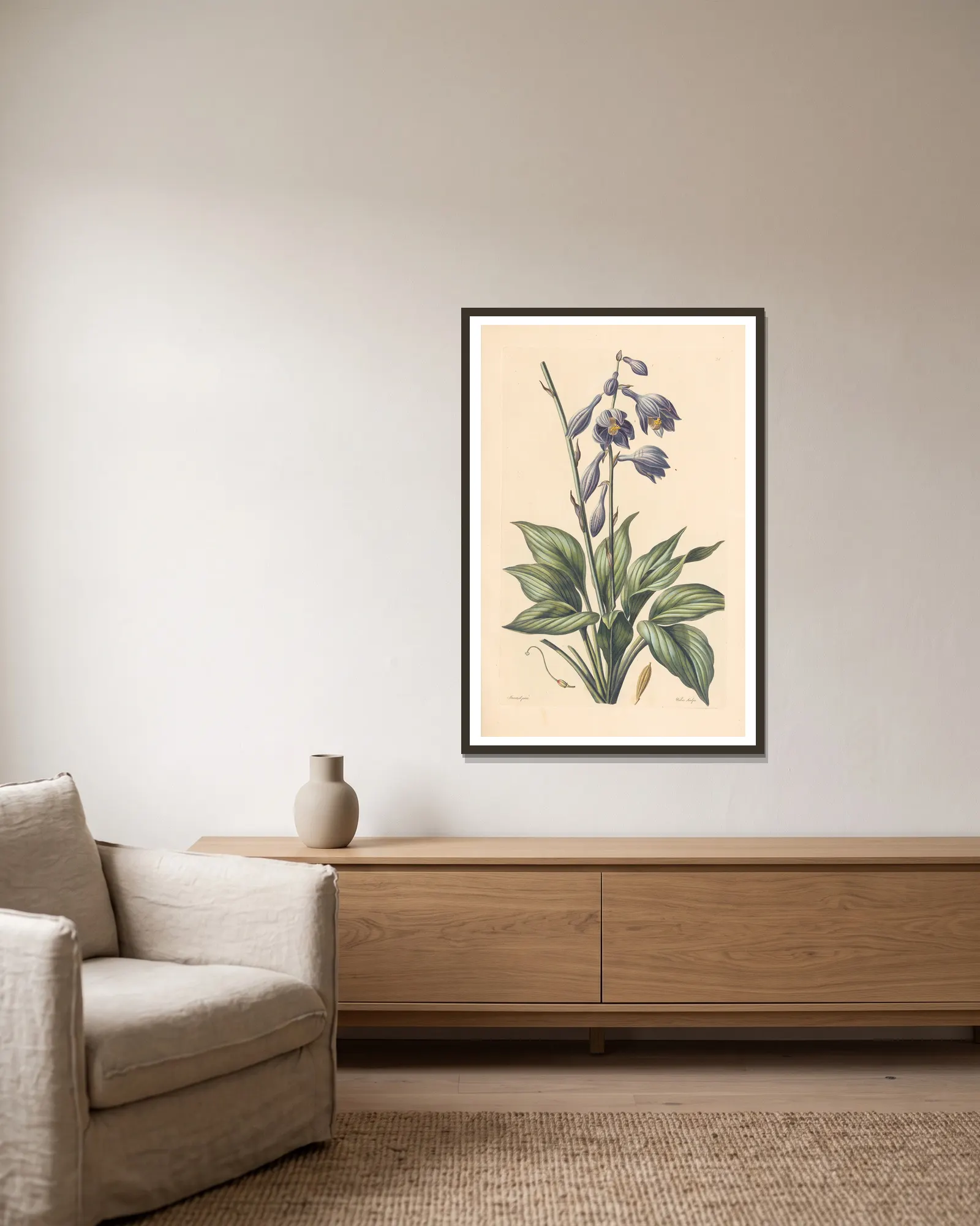 Hosta coerulea av Leopold Trattinnick inramad på en vägg