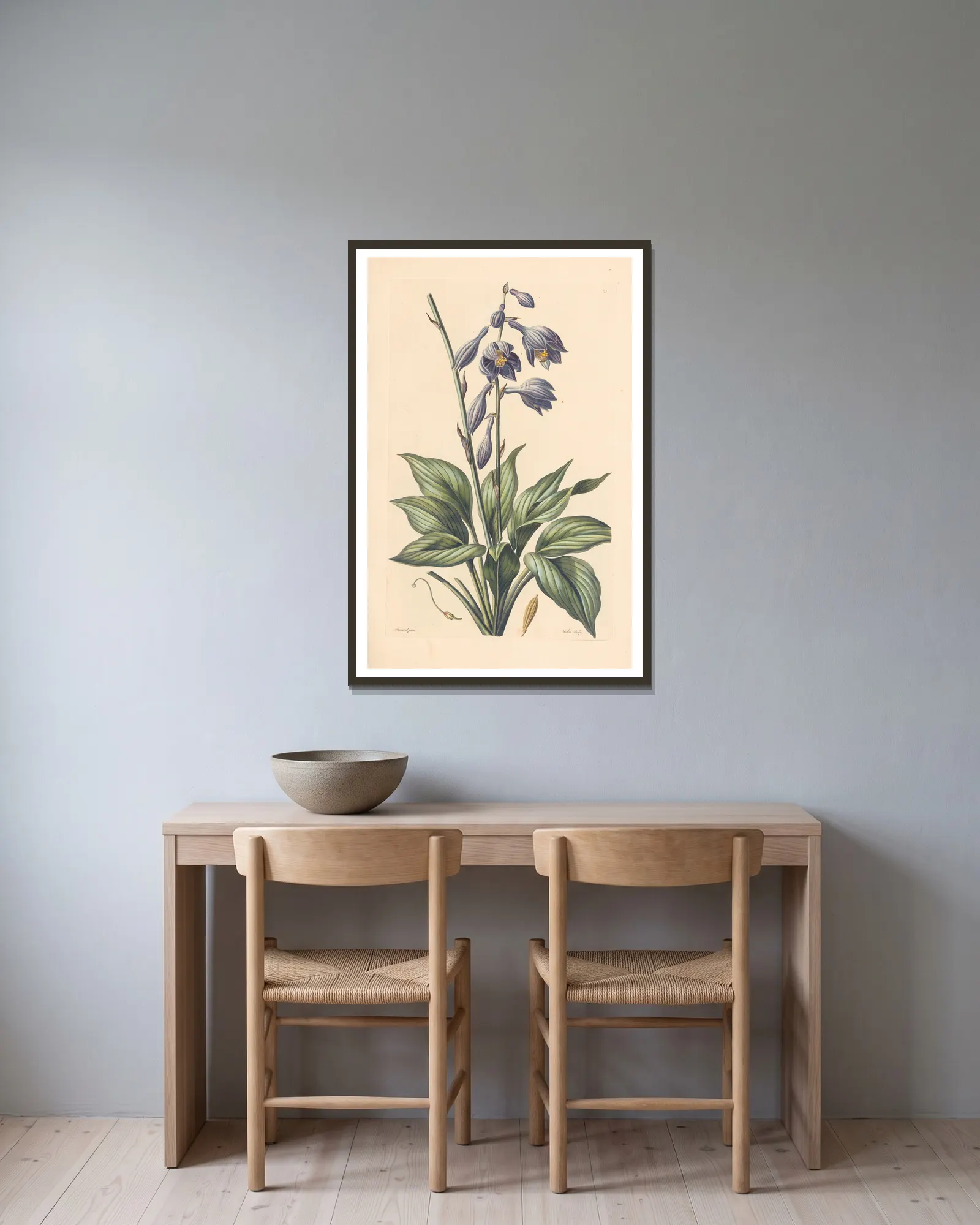Hosta coerulea av Leopold Trattinnick inramad på en vägg
