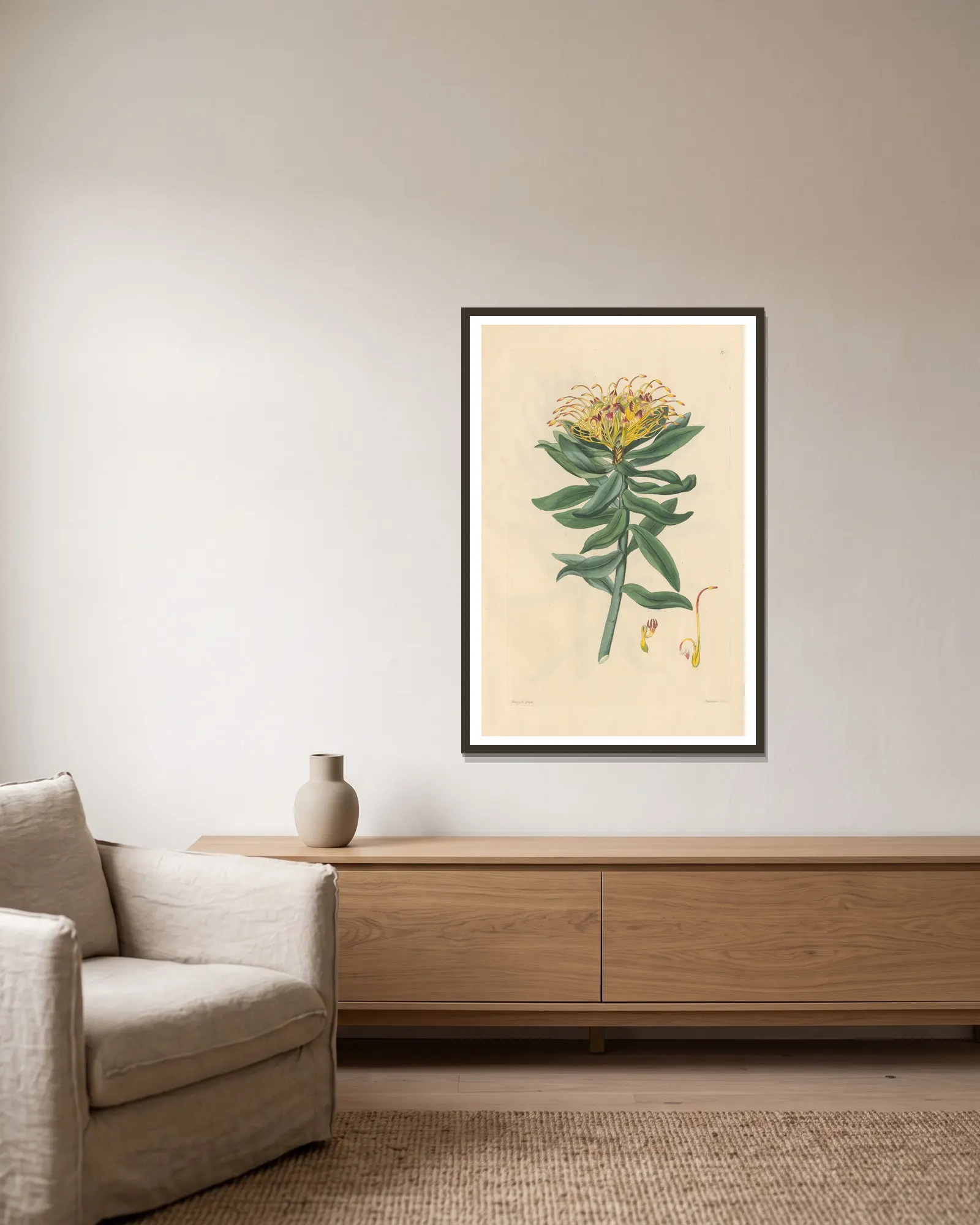 Leucospermum medium av Leopold Trattinnick inramad på en vägg