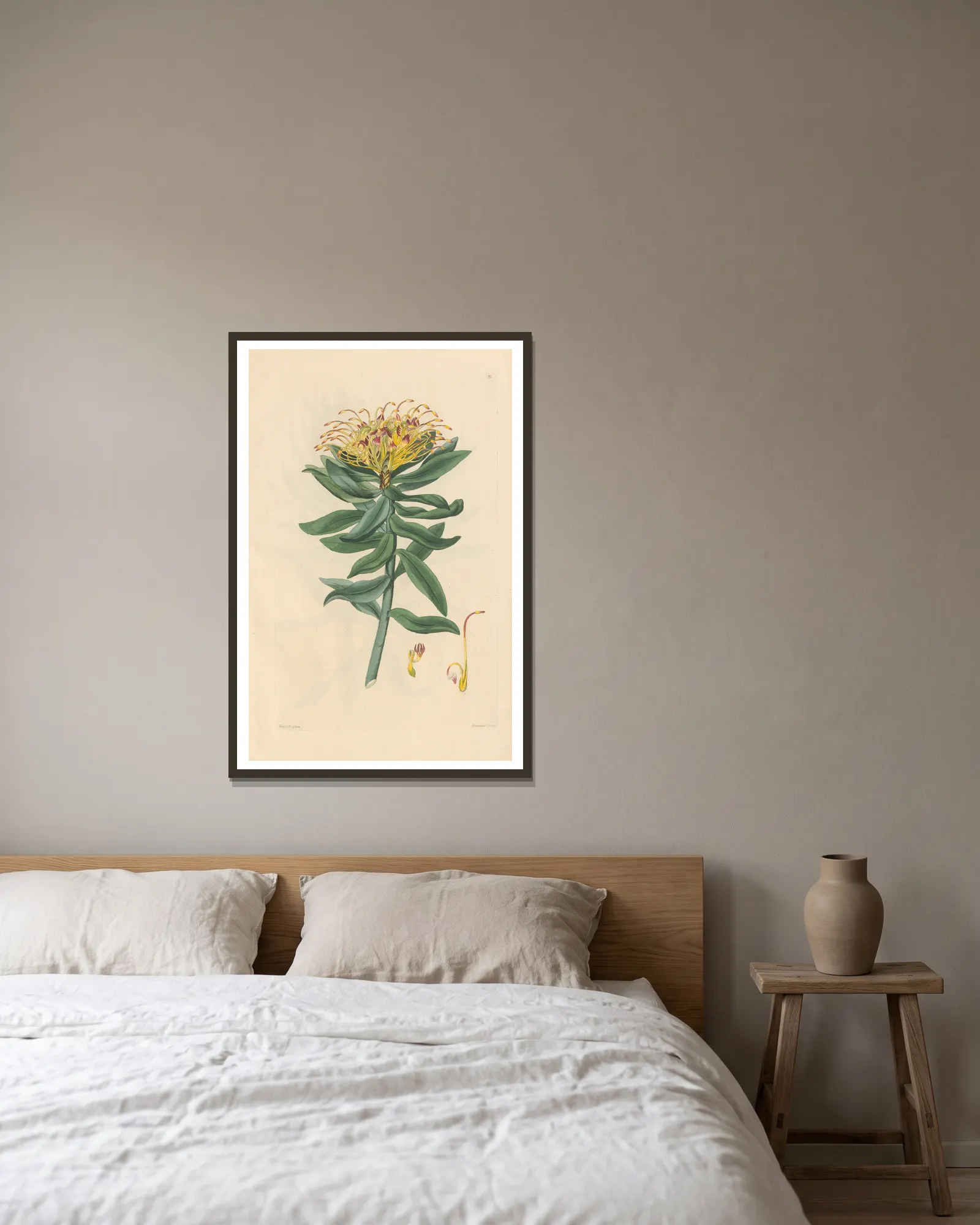 Leucospermum medium av Leopold Trattinnick inramad på en vägg