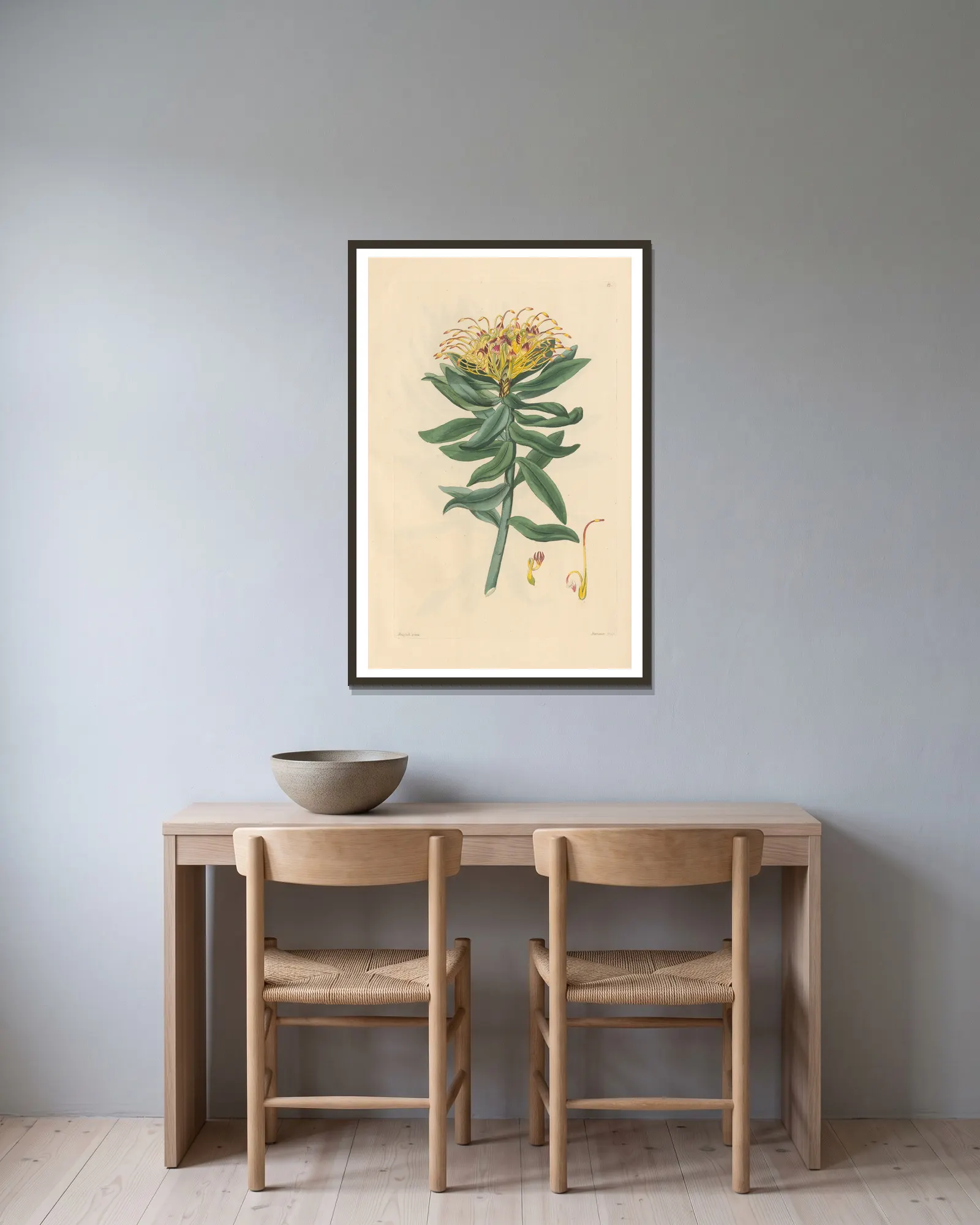 Leucospermum medium av Leopold Trattinnick inramad på en vägg