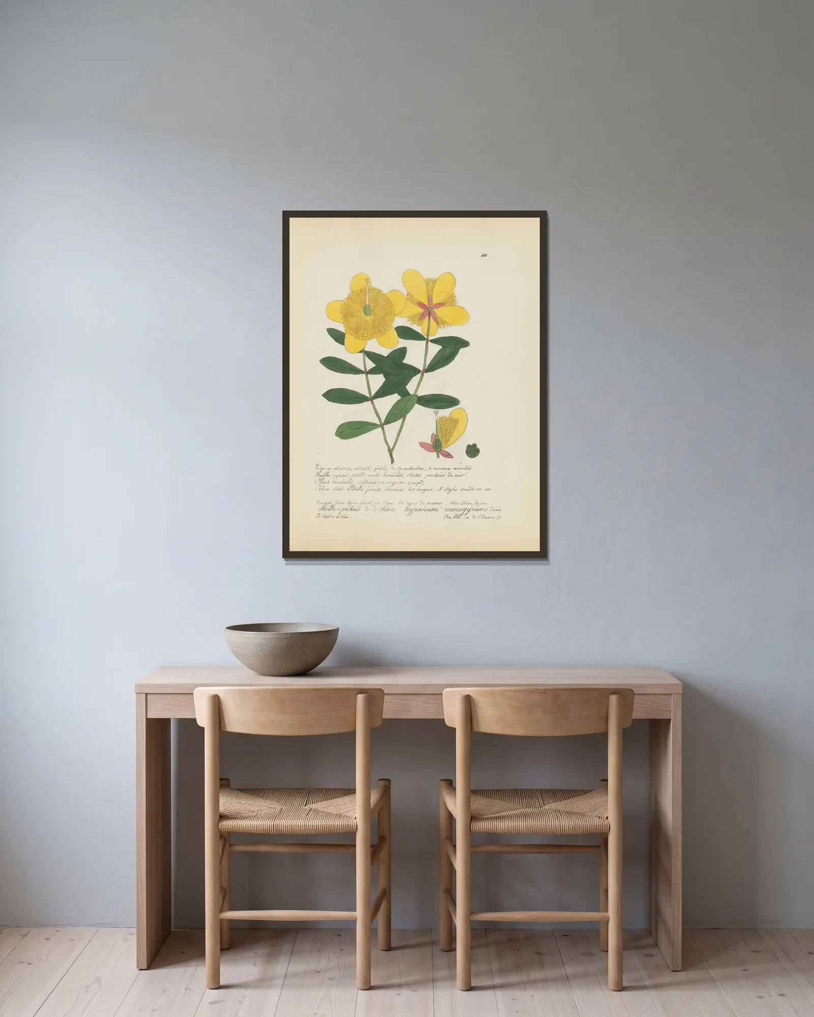 Hypericum monogynum av Jean Baptiste Louis Letellier inramad på en vägg