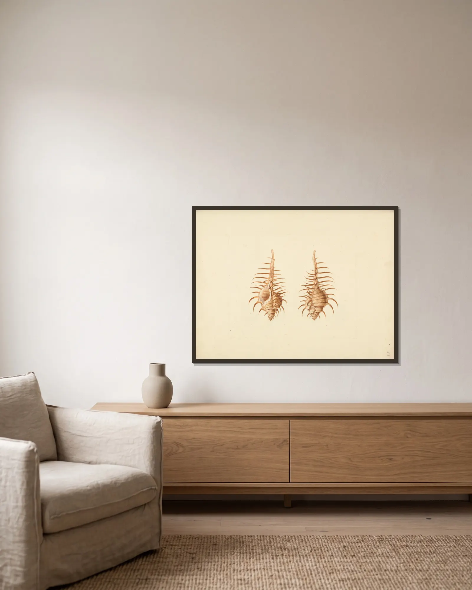 Murex pecten (Venus Comb Murex) av Luigi Balugani inramad på en vägg