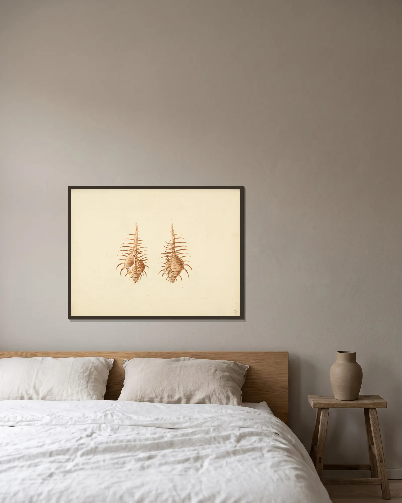 Murex pecten (Venus Comb Murex) av Luigi Balugani inramad på en vägg