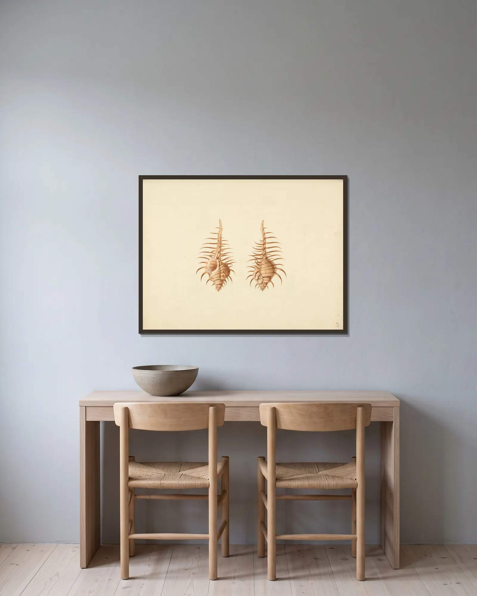 Murex pecten (Venus Comb Murex) av Luigi Balugani inramad på en vägg
