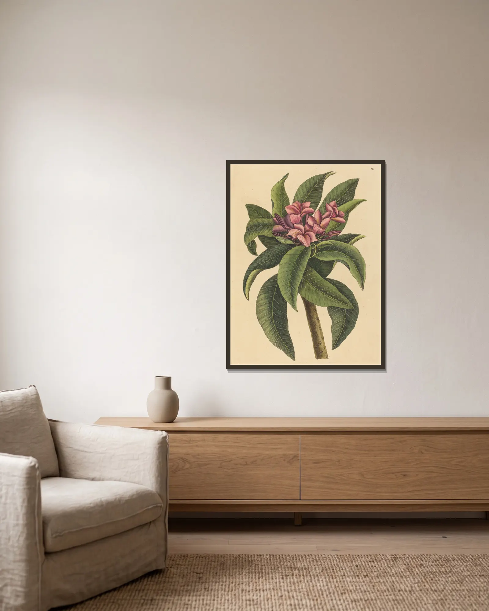 Red Frangipanni (Plumeria rubra) av Mark Catesby inramad på en vägg