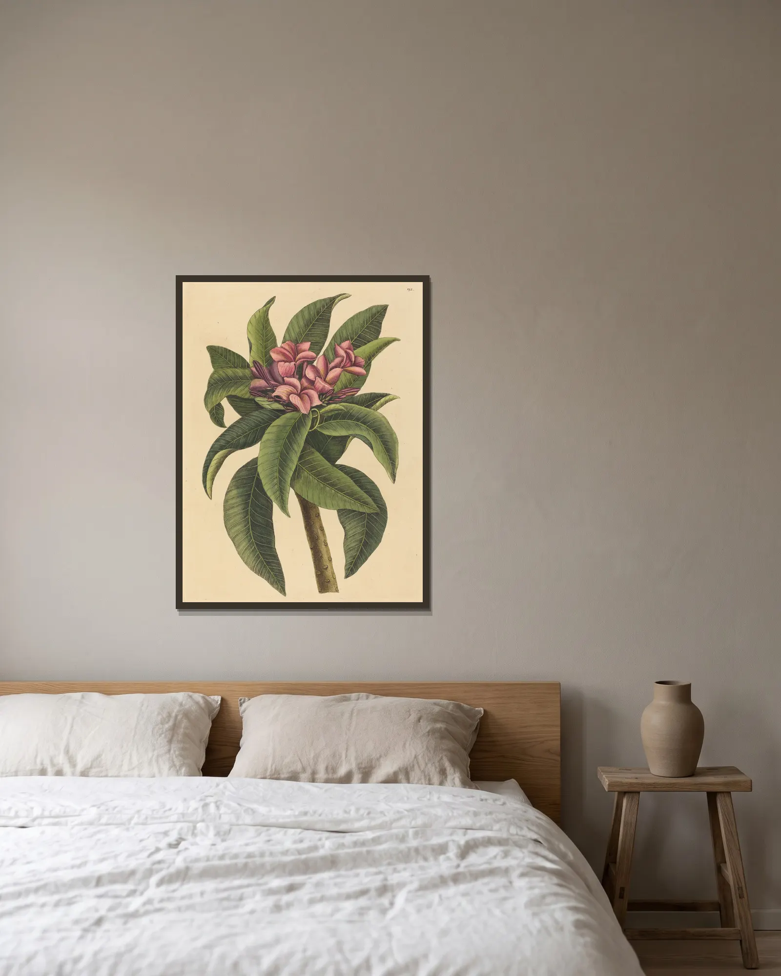 Red Frangipanni (Plumeria rubra) av Mark Catesby inramad på en vägg