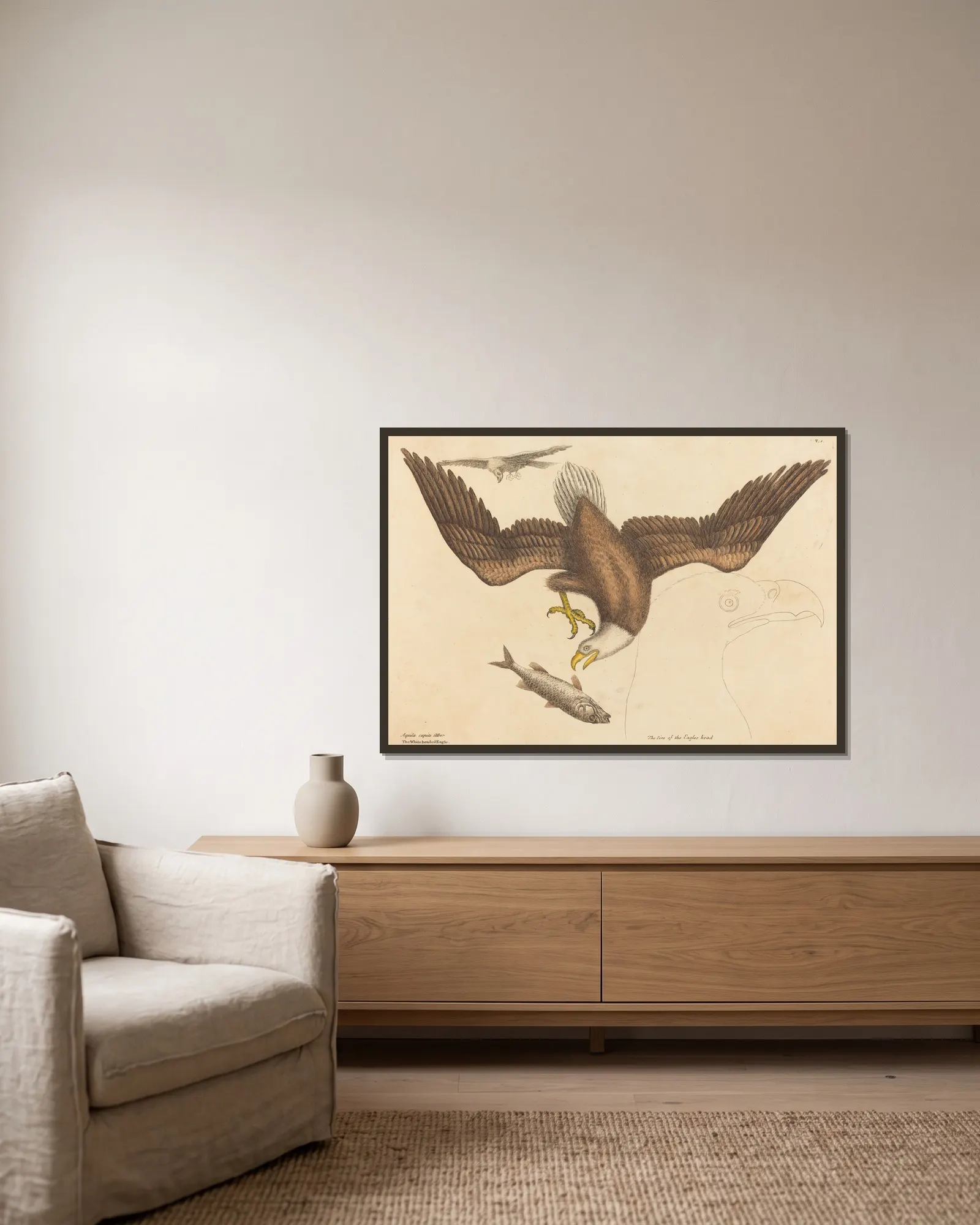 The Bald Eagle (Falco leucocephalus) av Mark Catesby inramad på en vägg