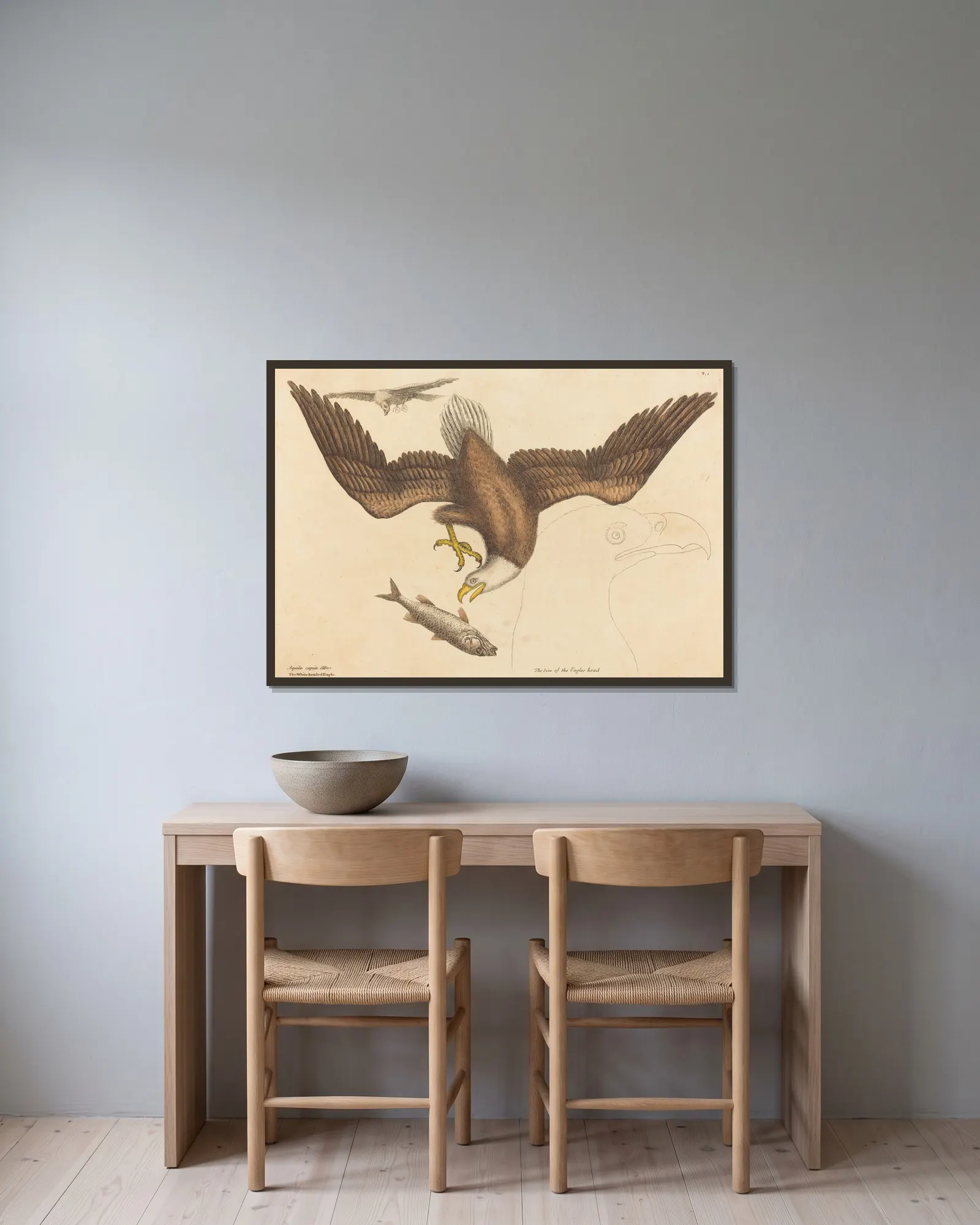 The Bald Eagle (Falco leucocephalus) av Mark Catesby inramad på en vägg
