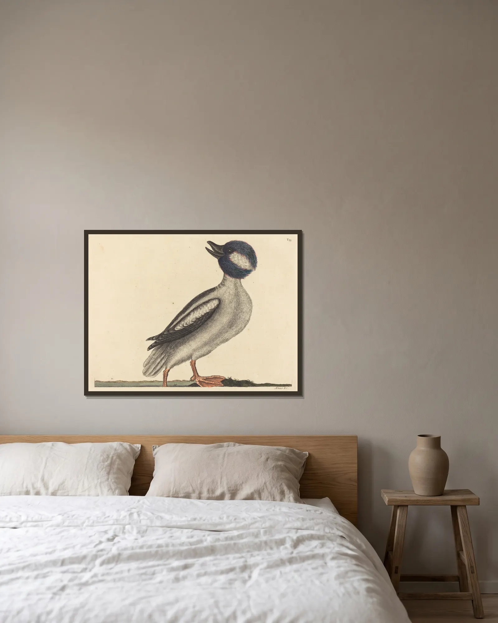 The Buffel’s Head Duck (Anas bucephala) av Mark Catesby inramad på en vägg