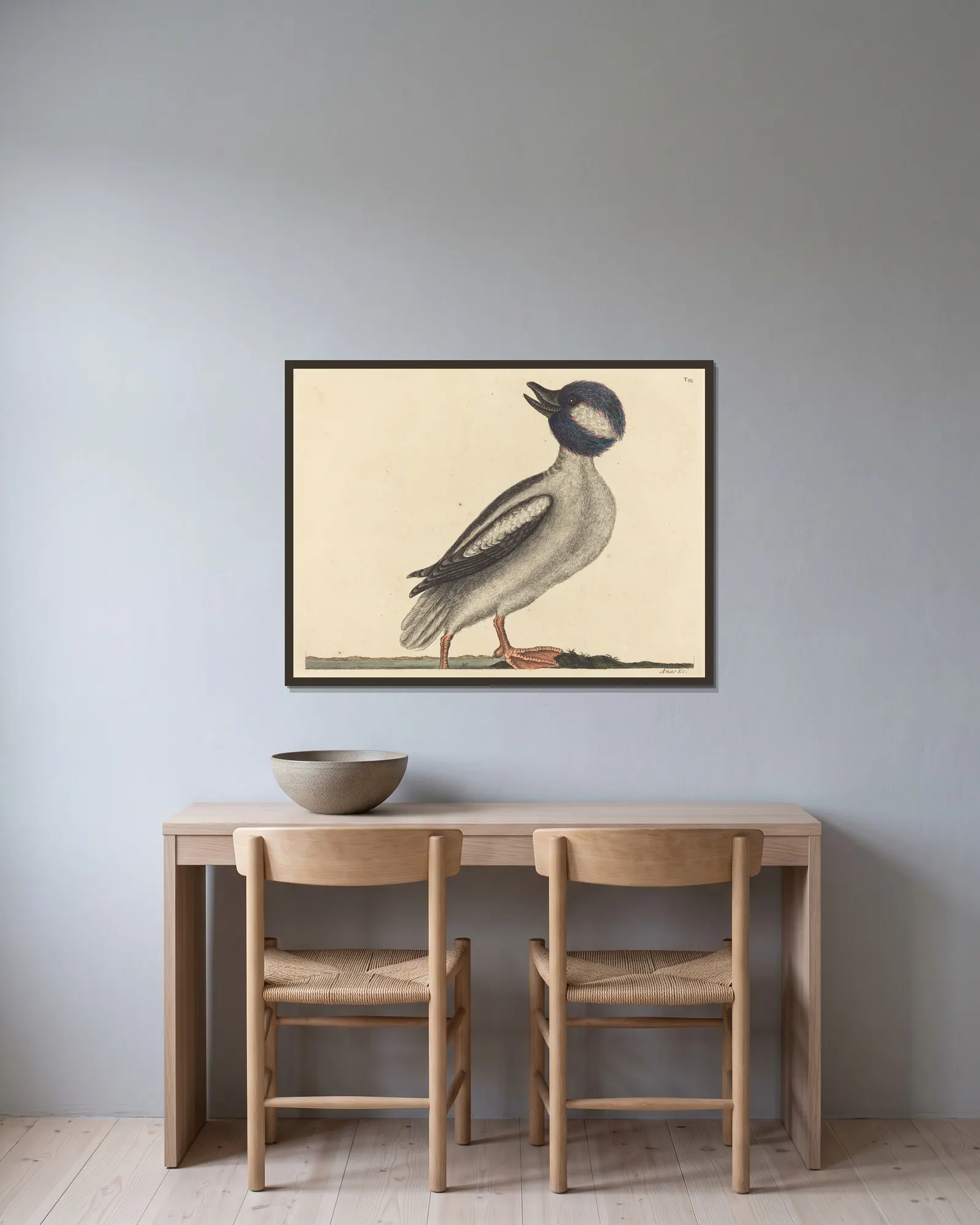 The Buffel’s Head Duck (Anas bucephala) av Mark Catesby inramad på en vägg