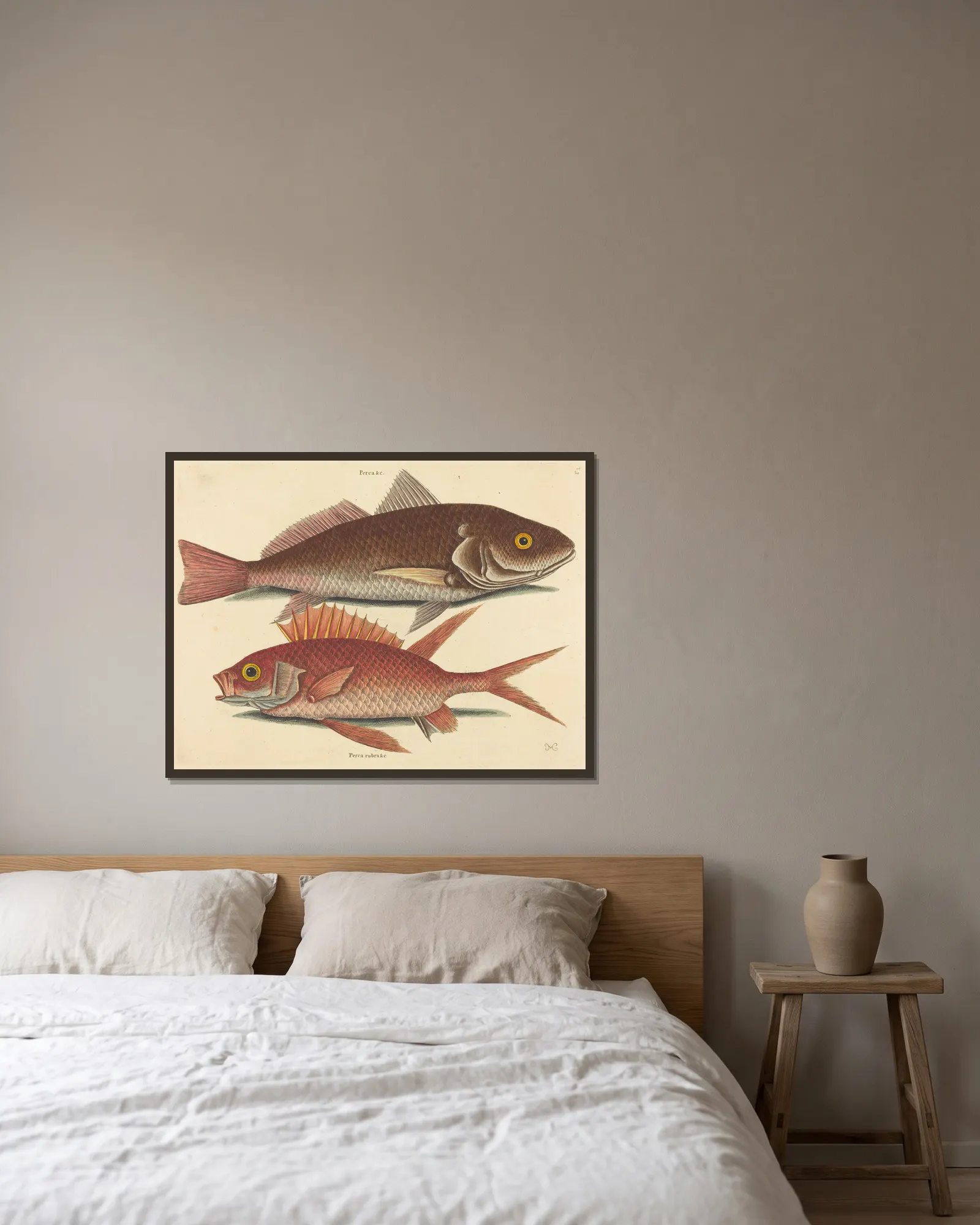 The Croker (Perca undulata) av Mark Catesby inramad på en vägg