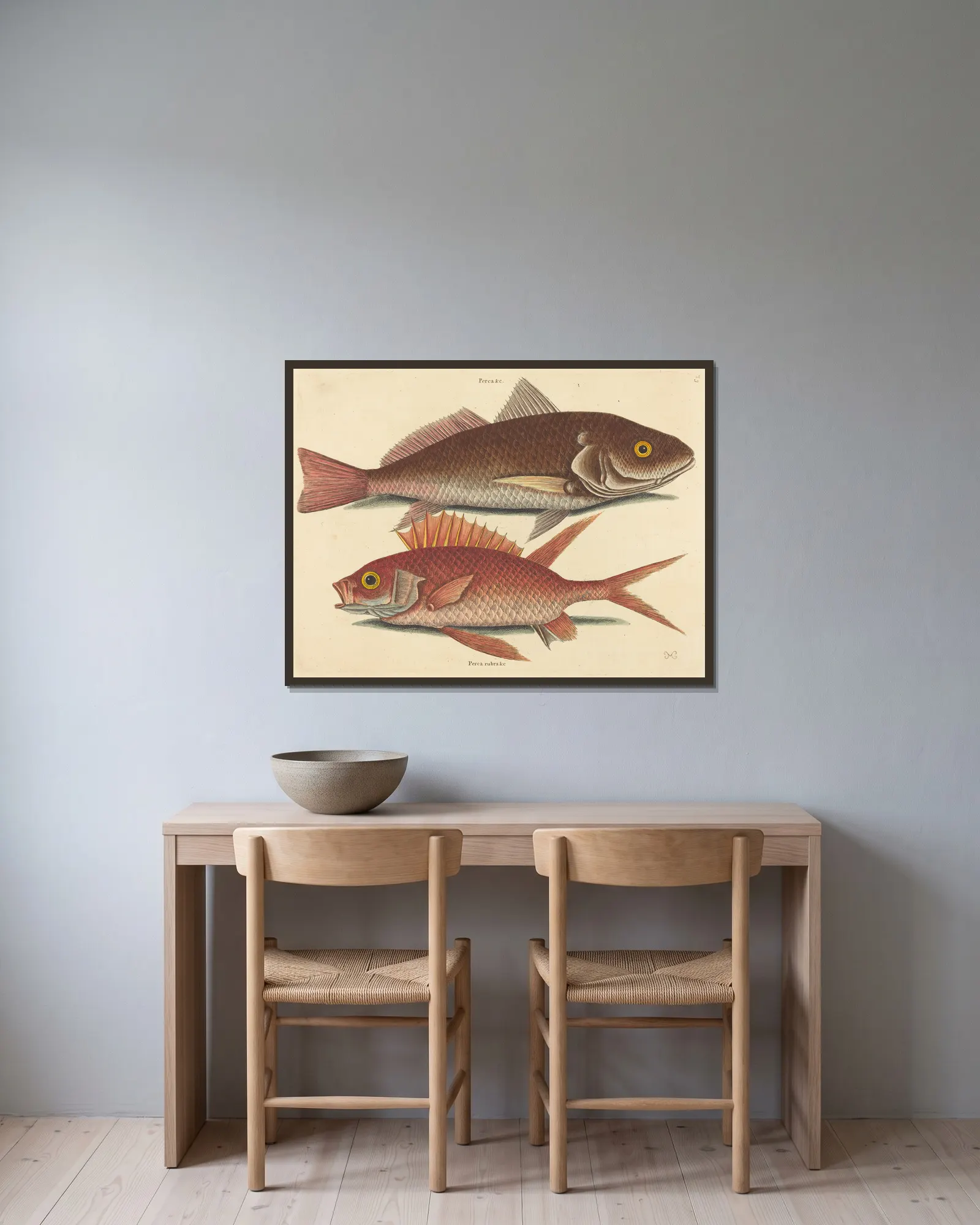 The Croker (Perca undulata) av Mark Catesby inramad på en vägg
