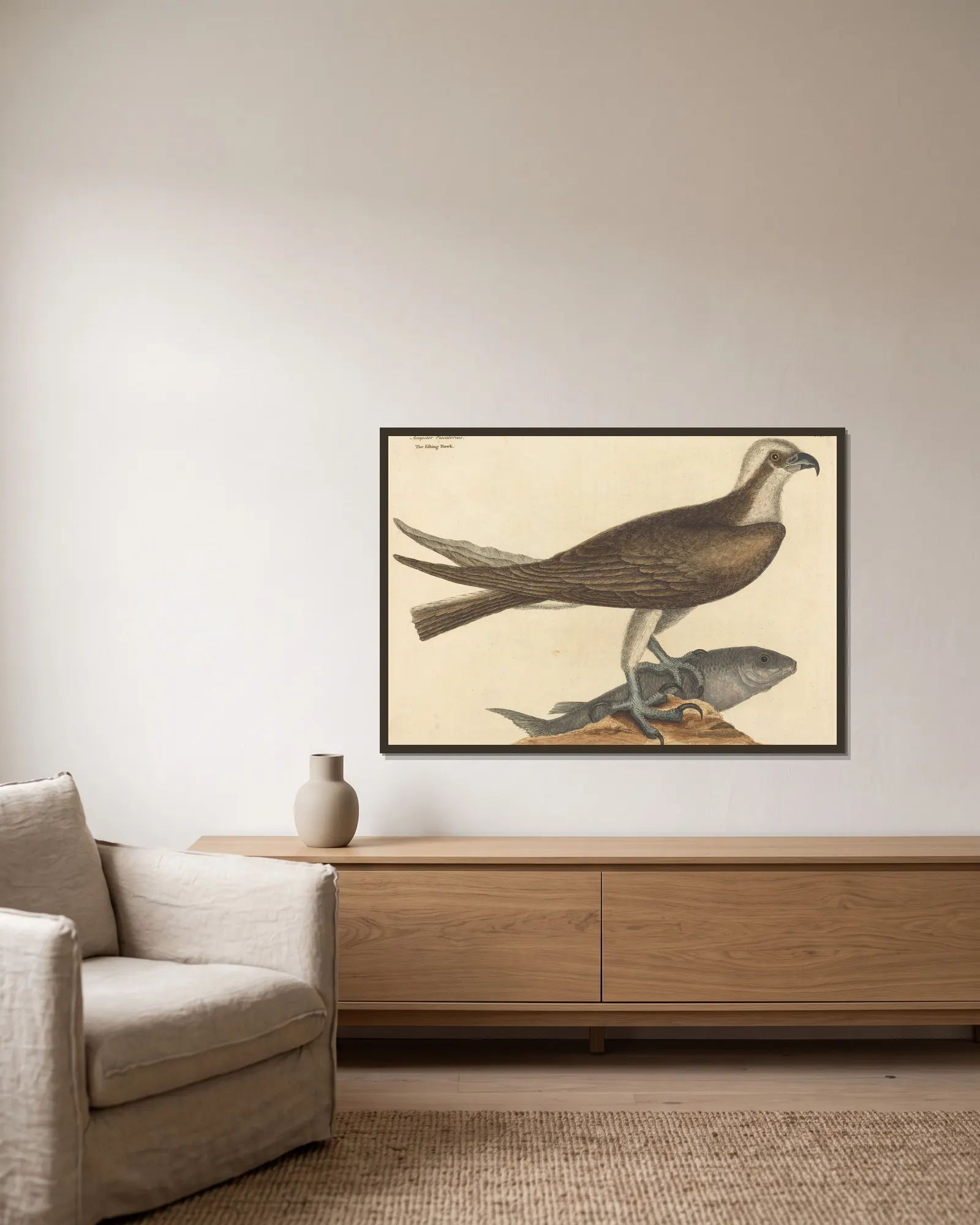 The Fishing Hawk (Falco haliaetus) av Mark Catesby inramad på en vägg