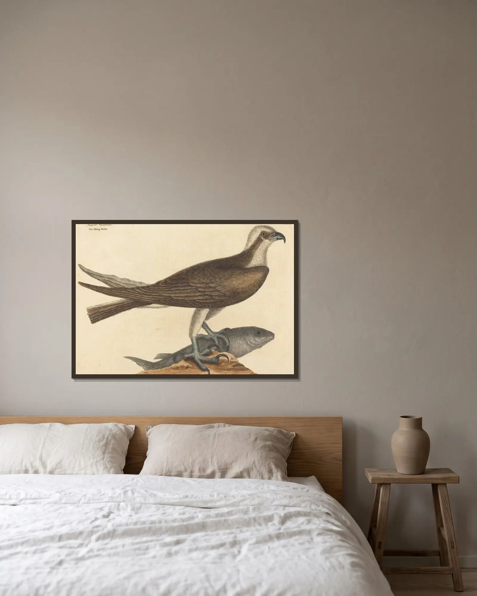 The Fishing Hawk (Falco haliaetus) av Mark Catesby inramad på en vägg