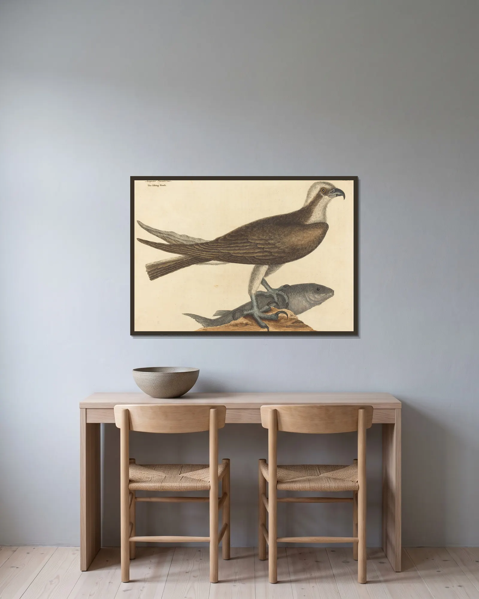 The Fishing Hawk (Falco haliaetus) av Mark Catesby inramad på en vägg