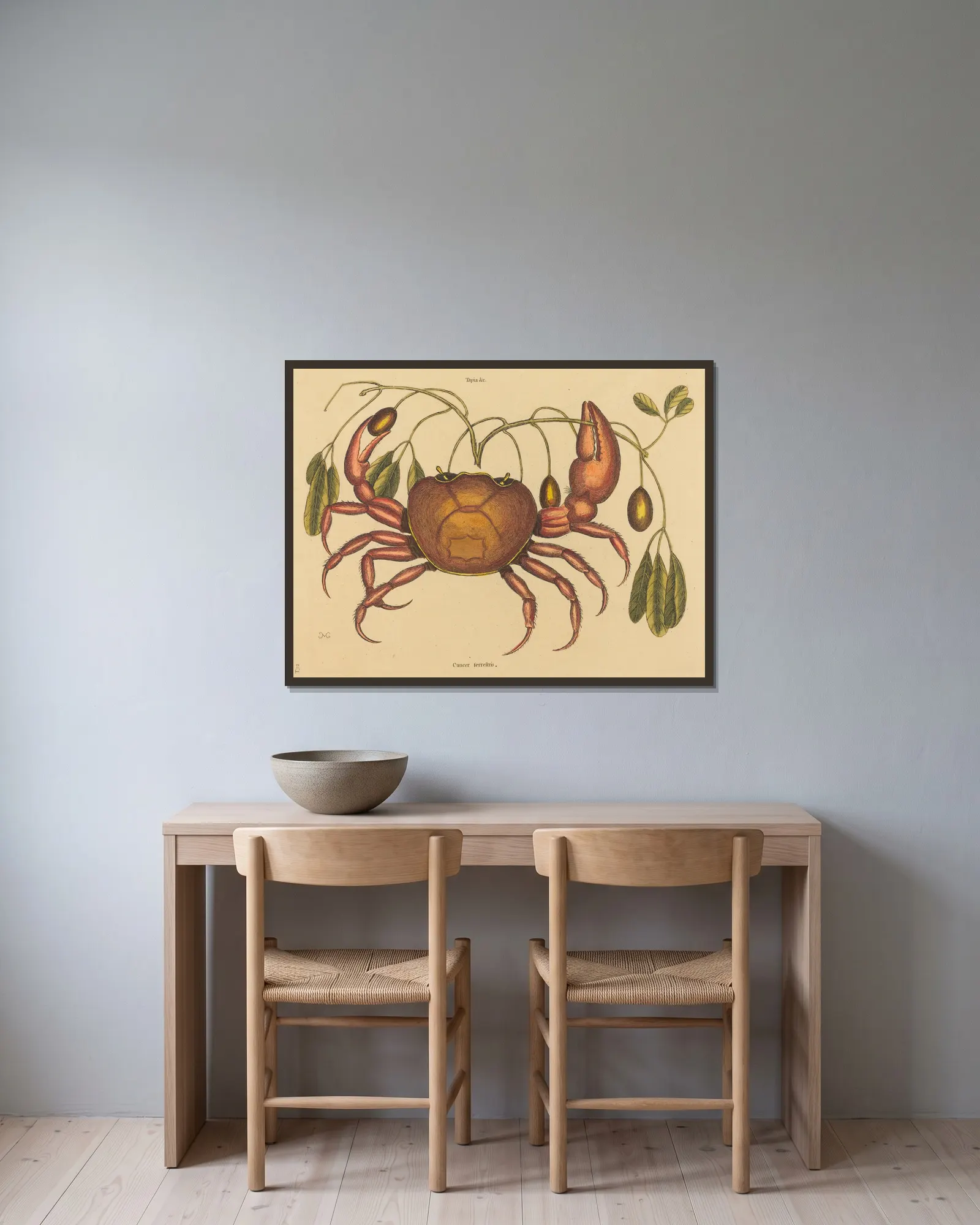 The Land-crab (Cancer ruricola) av Mark Catesby inramad på en vägg