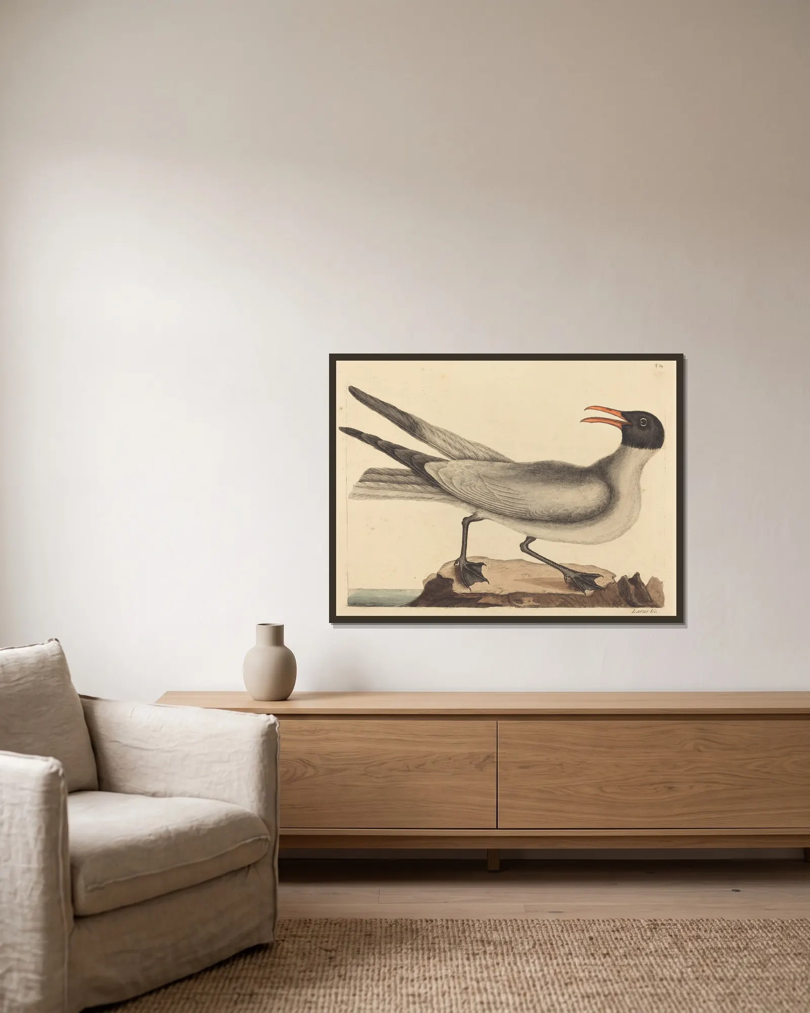 The Laughing Gull (Larus articilla) av Mark Catesby inramad på en vägg