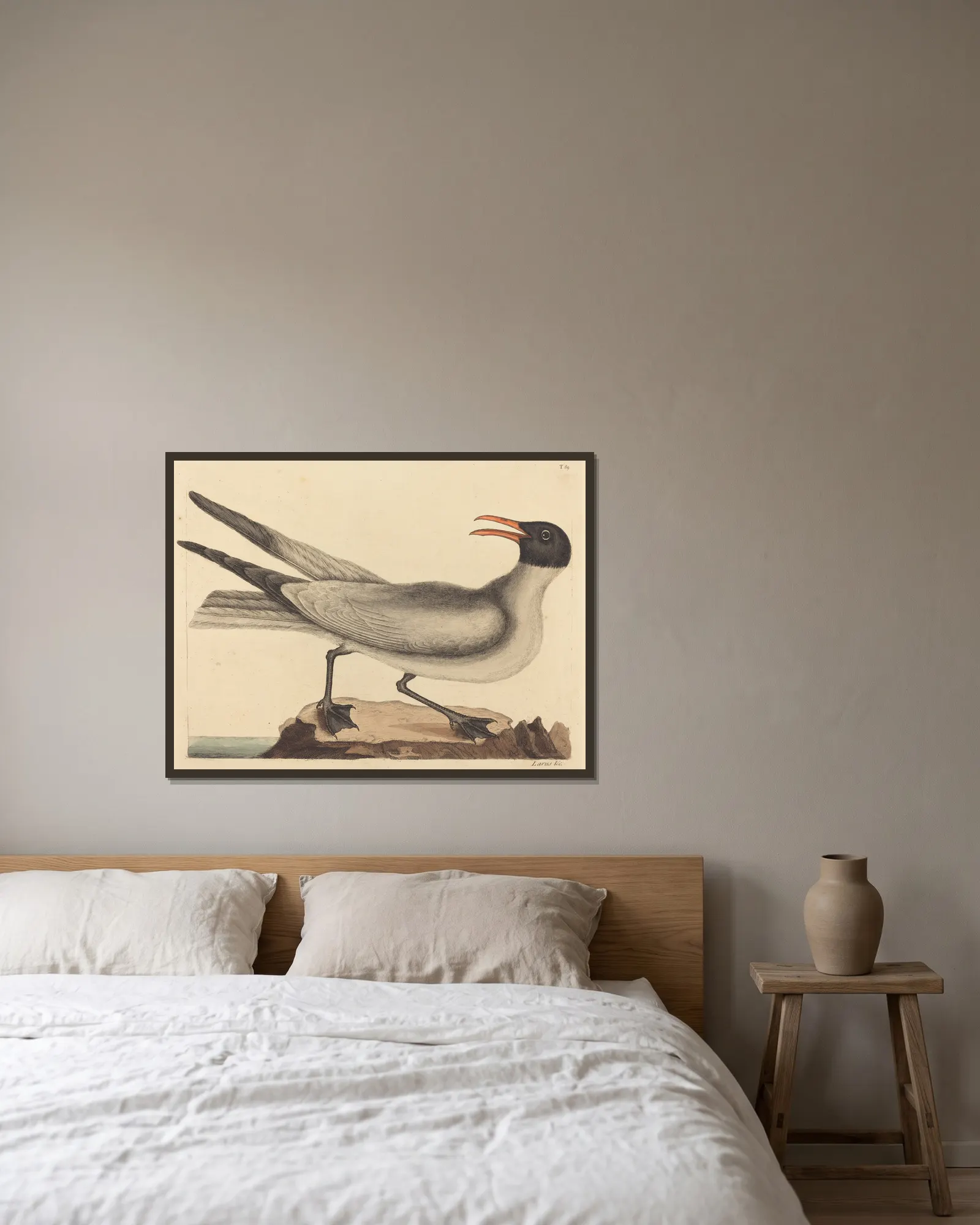The Laughing Gull (Larus articilla) av Mark Catesby inramad på en vägg