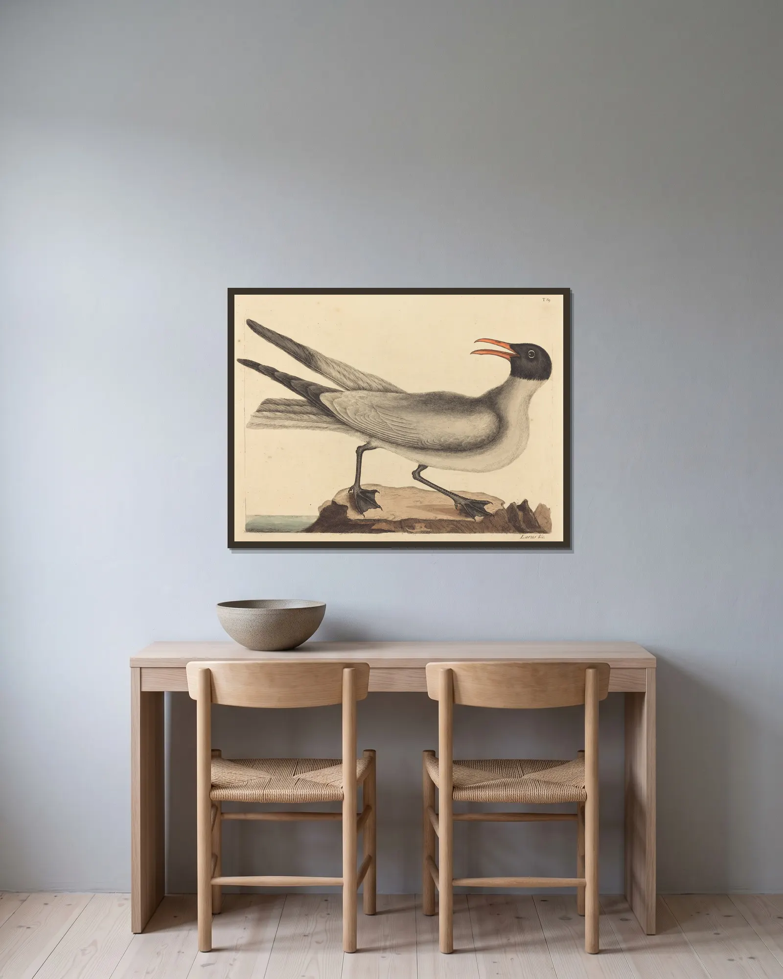 The Laughing Gull (Larus articilla) av Mark Catesby inramad på en vägg