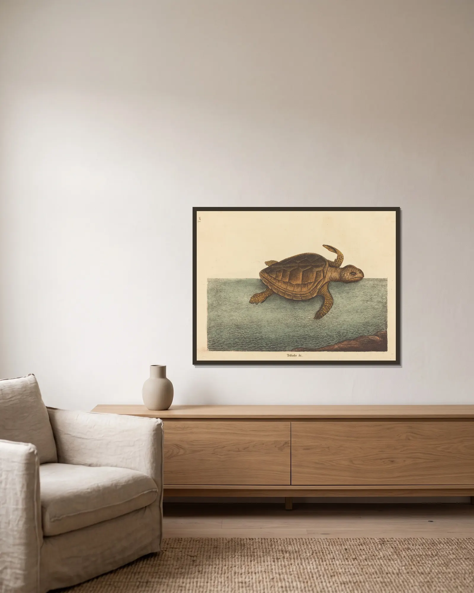 The Logger-head Turtle (Testudo Cavanna) av Mark Catesby inramad på en vägg