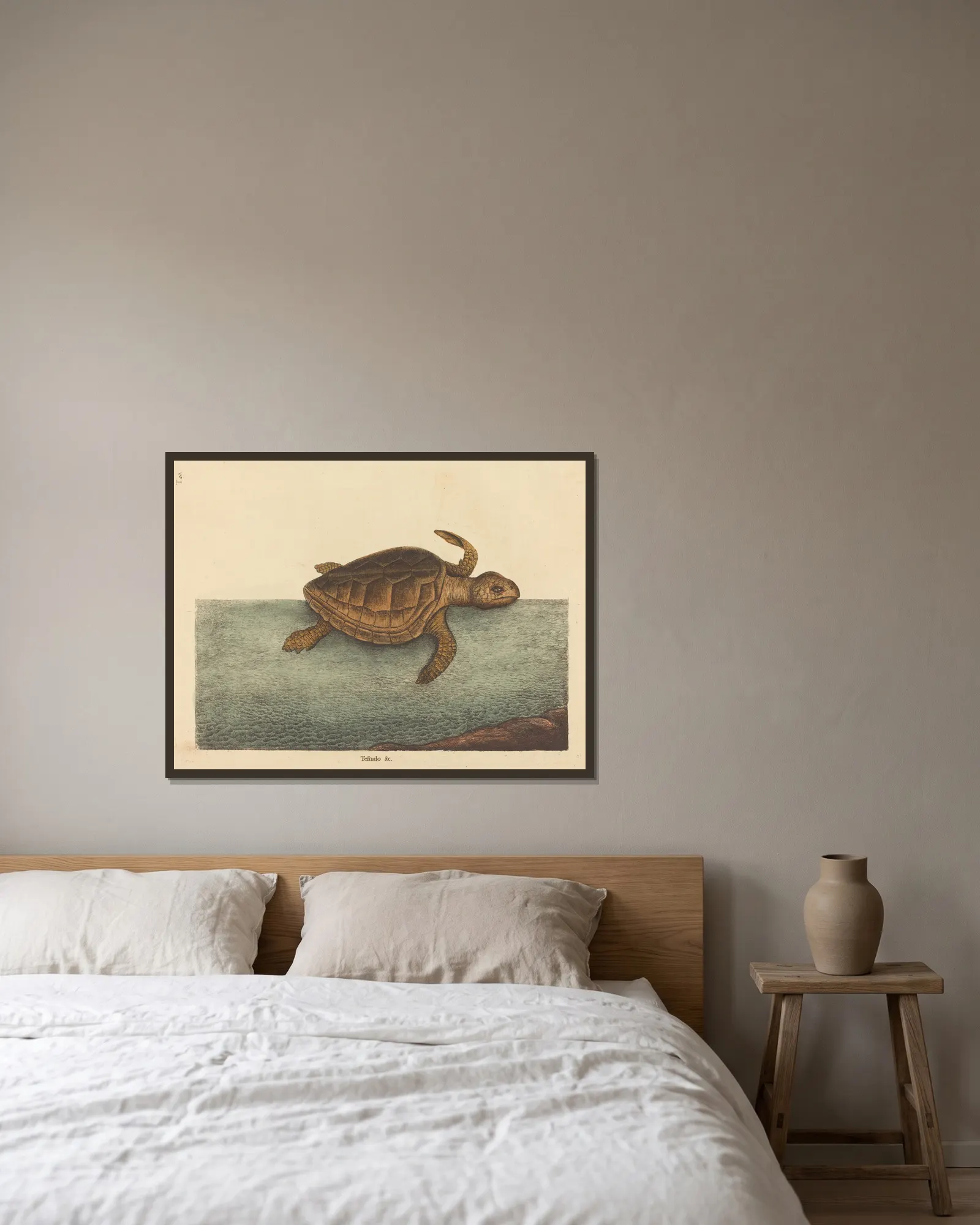 The Logger-head Turtle (Testudo Cavanna) av Mark Catesby inramad på en vägg