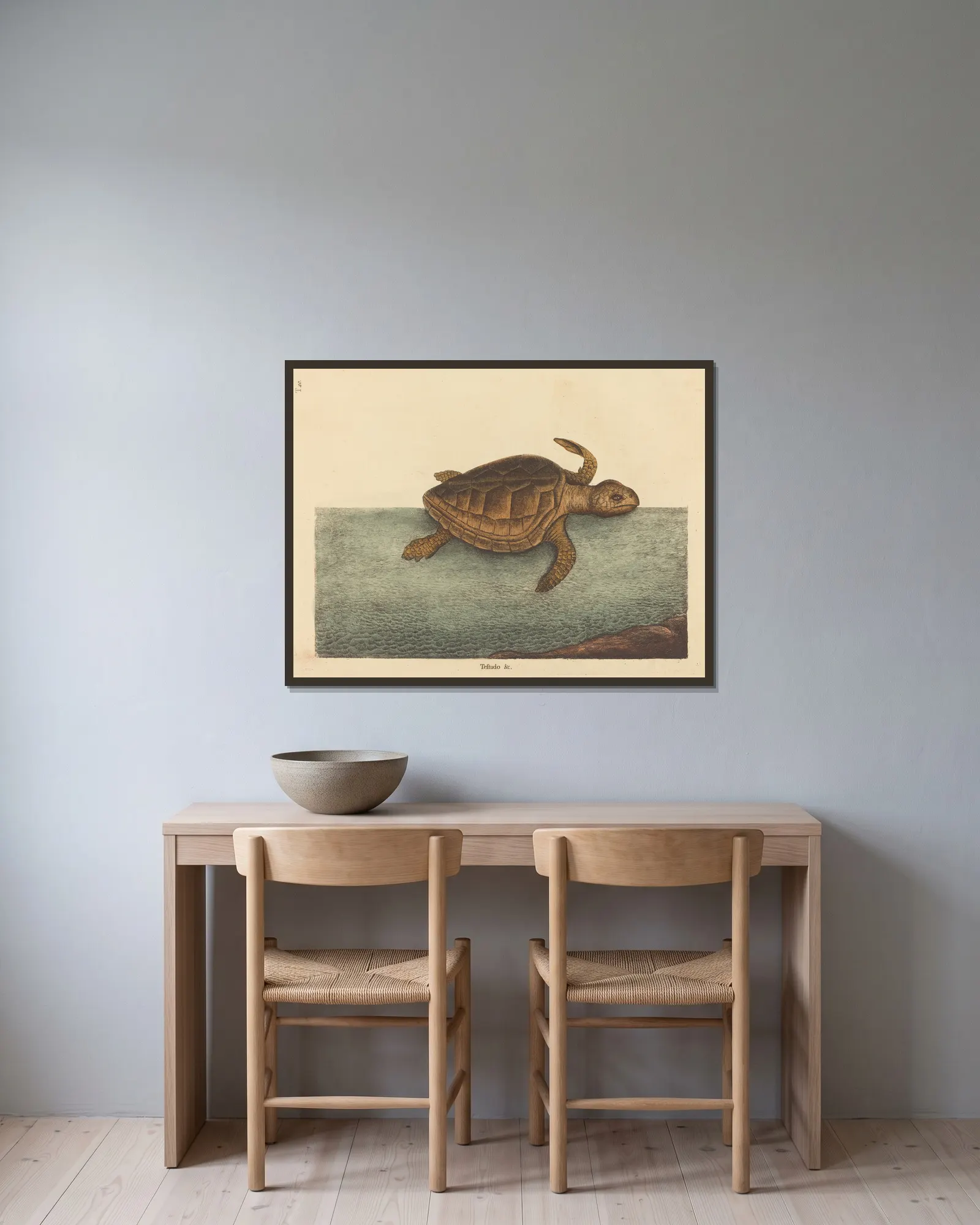 The Logger-head Turtle (Testudo Cavanna) av Mark Catesby inramad på en vägg
