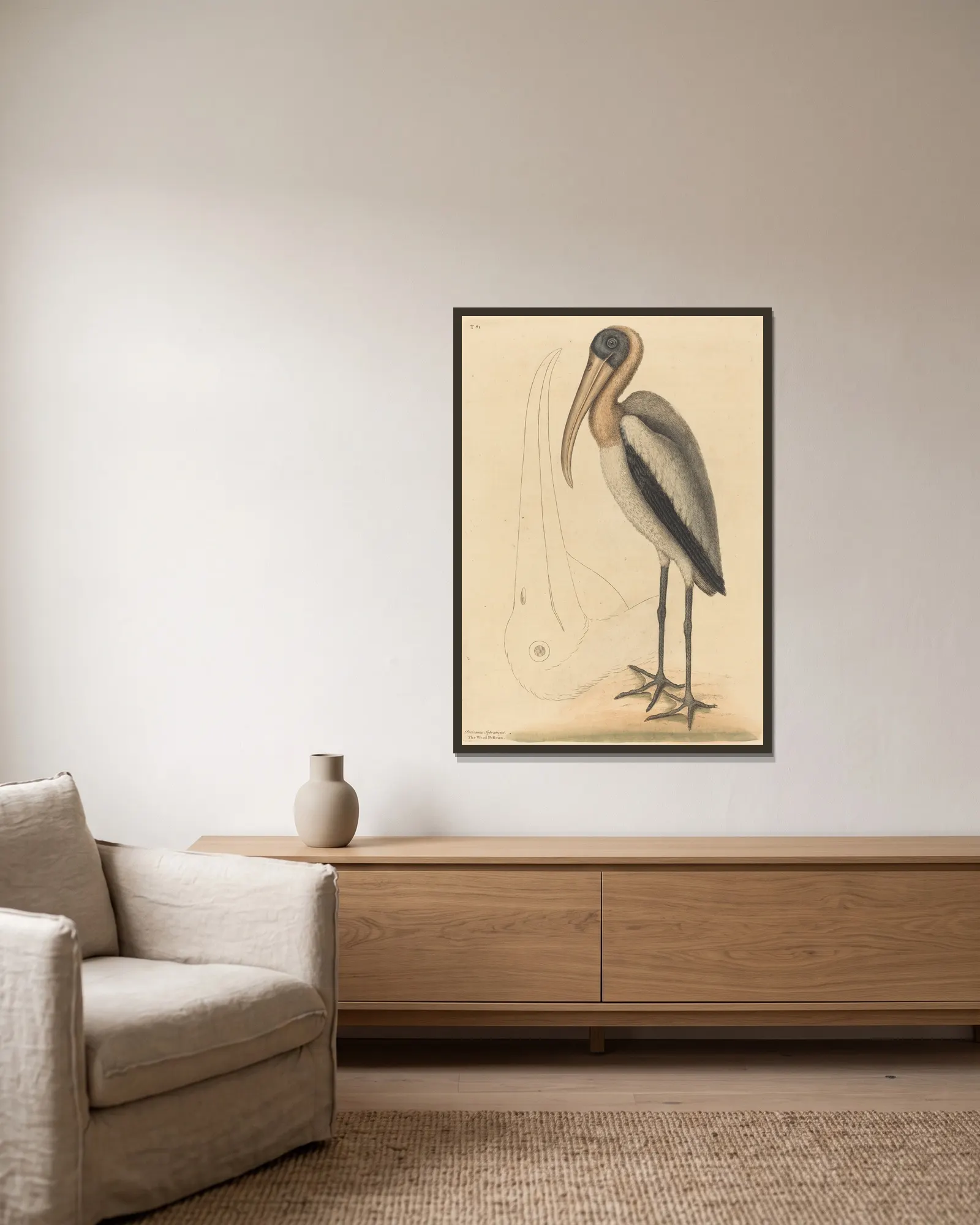 The Wood Pelican (Tantalus Loculator) av Mark Catesby inramad på en vägg