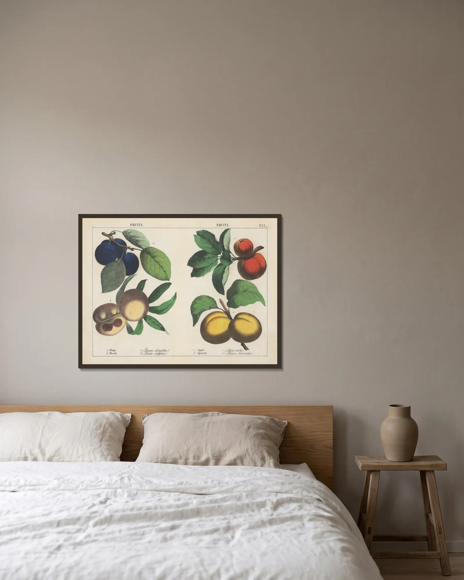 Fruits (Plum, Peach, Apple, Apricot) av Charlotte Mary Yonge inramad på en vägg
