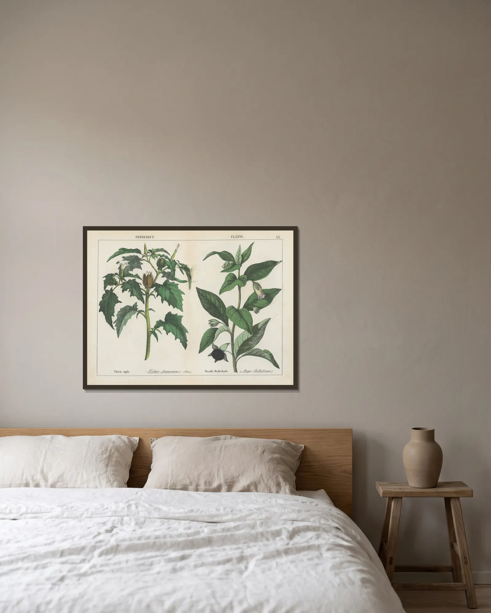 Poisonous Plants (Thorn apple, Deadly Nightshade), 1858 – nr 3 av Charlotte Mary Yonge inramad på en vägg