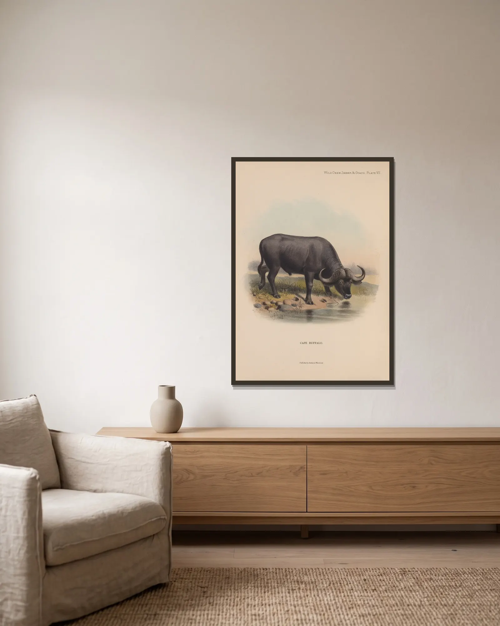 Cape Buffalo av Richard Lydekker inramad på en vägg