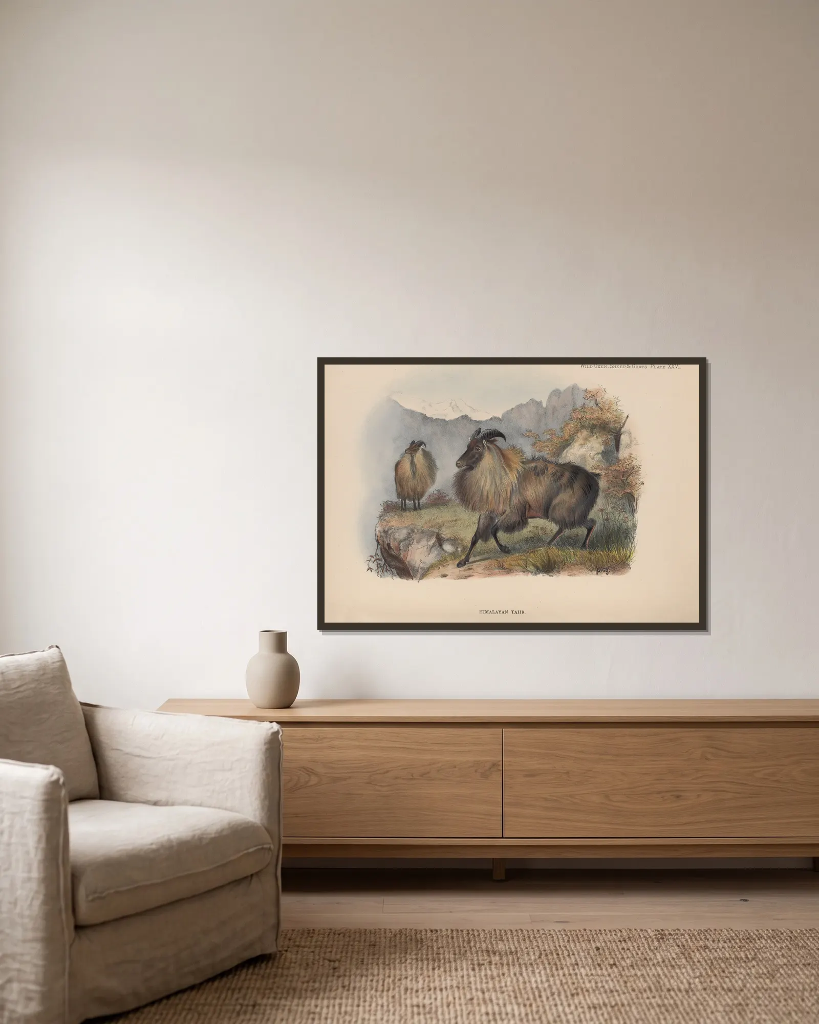 Himalayan Tahr av Richard Lydekker inramad på en vägg