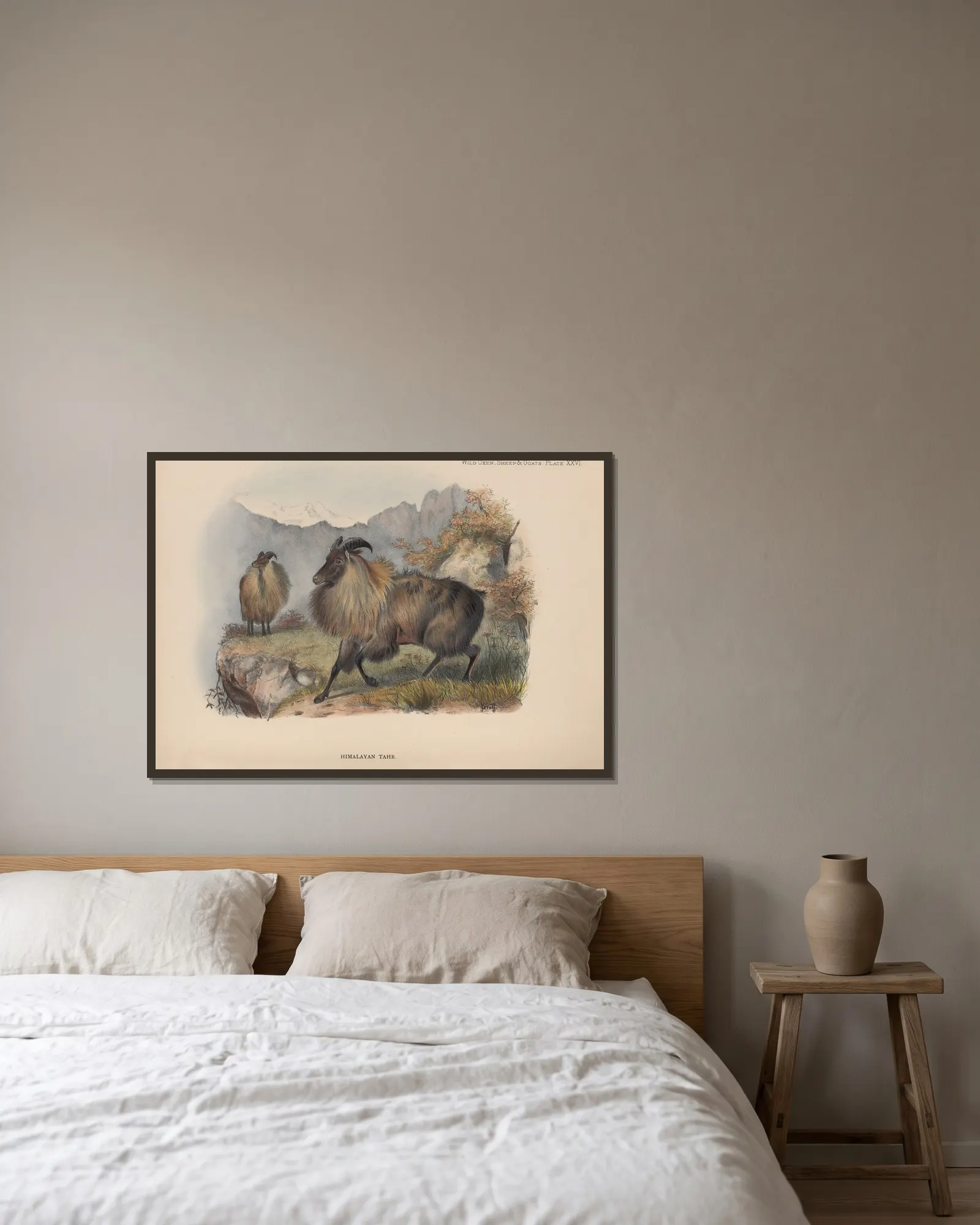 Himalayan Tahr av Richard Lydekker inramad på en vägg
