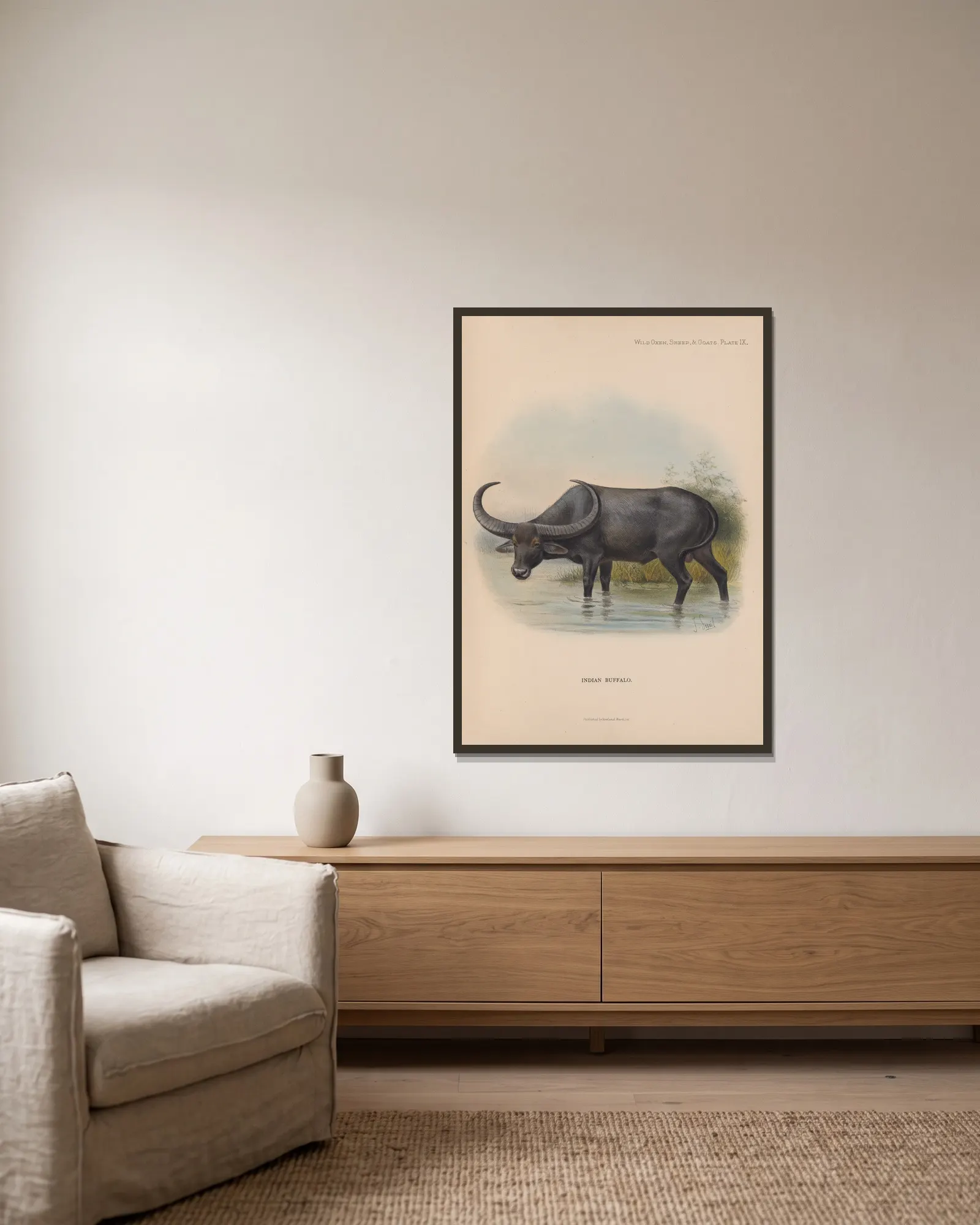 Indian Buffalo av Richard Lydekker inramad på en vägg