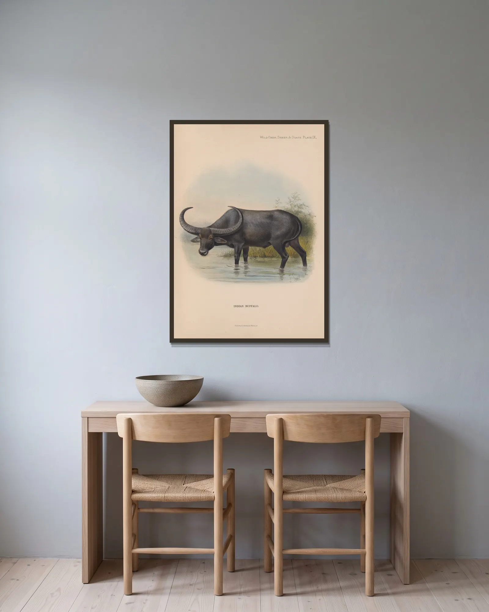 Indian Buffalo av Richard Lydekker inramad på en vägg