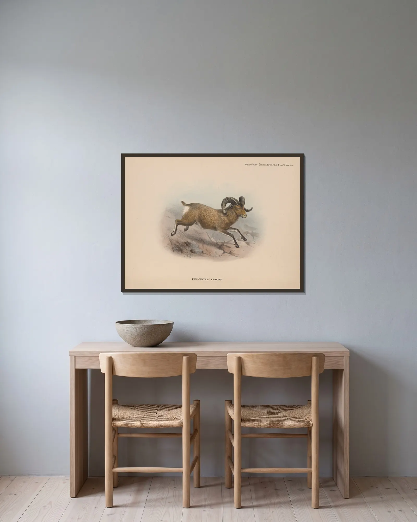 Kamschatkan Bighorn av Richard Lydekker inramad på en vägg