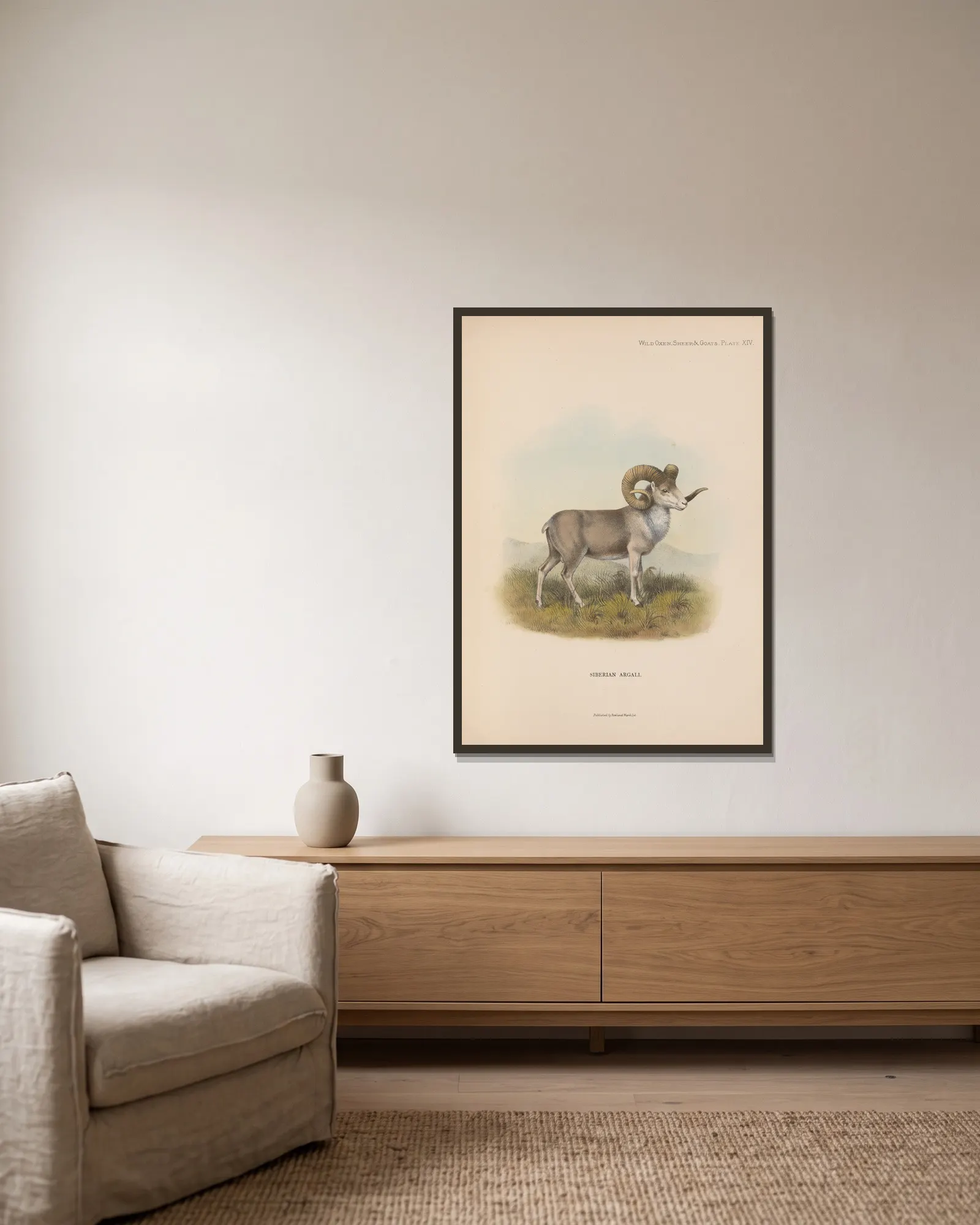 Siberian Argali av Richard Lydekker inramad på en vägg