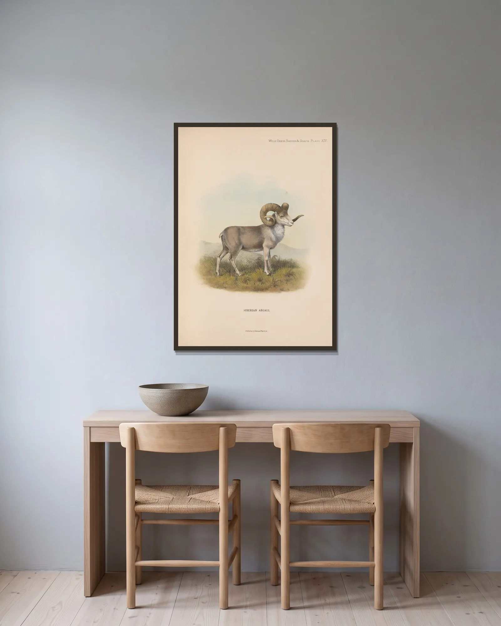 Siberian Argali av Richard Lydekker inramad på en vägg