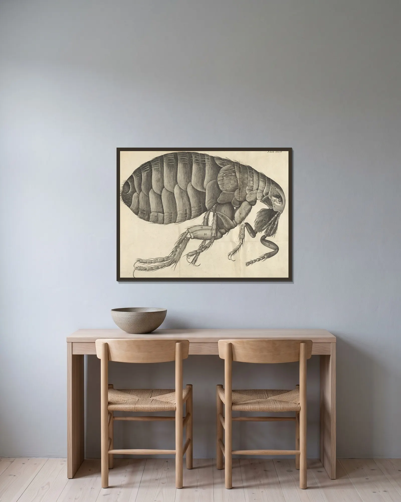 Microscopic view of a flea av Robert Hooke inramad på en vägg