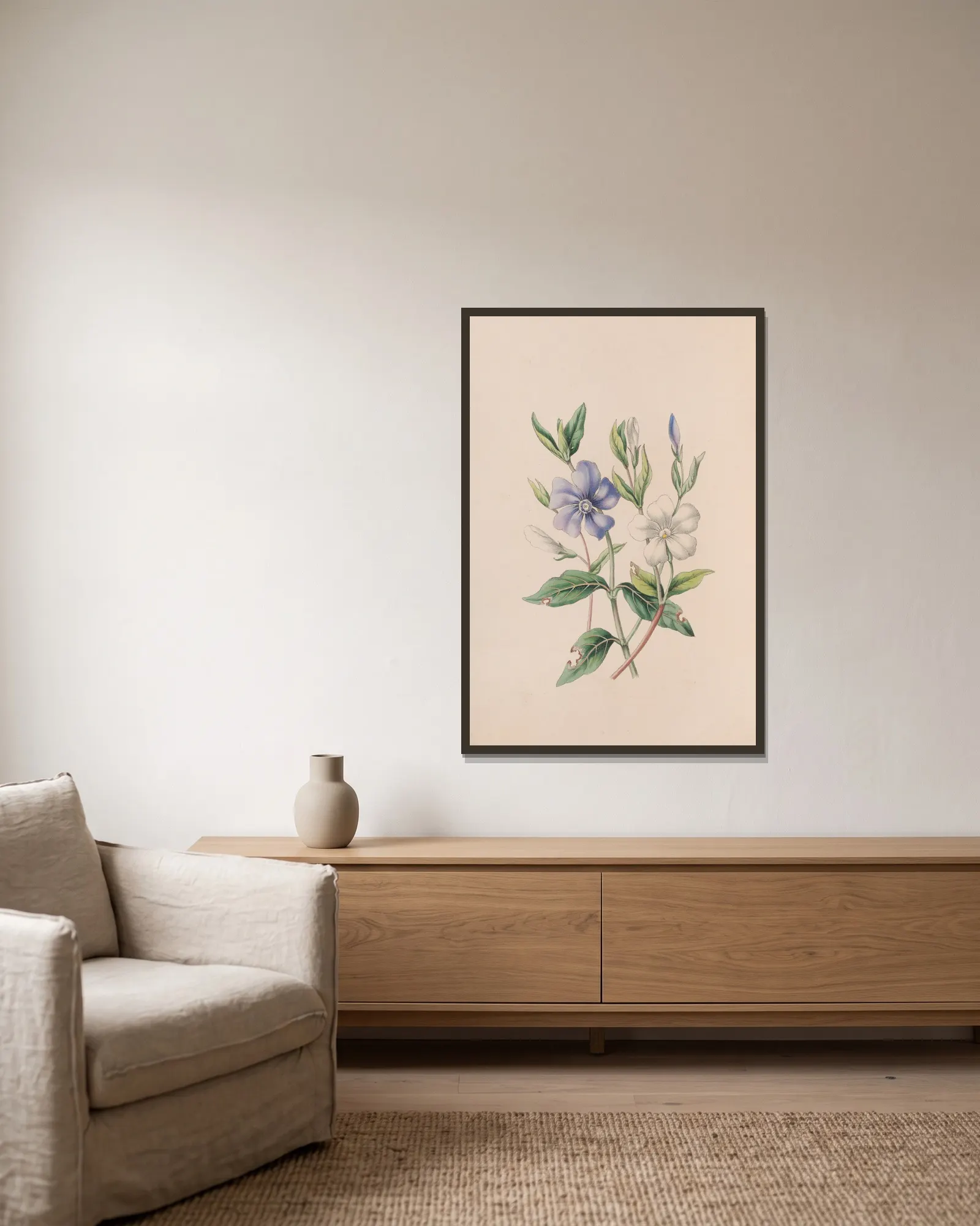 Periwinkle av John Stevens Henslow inramad på en vägg