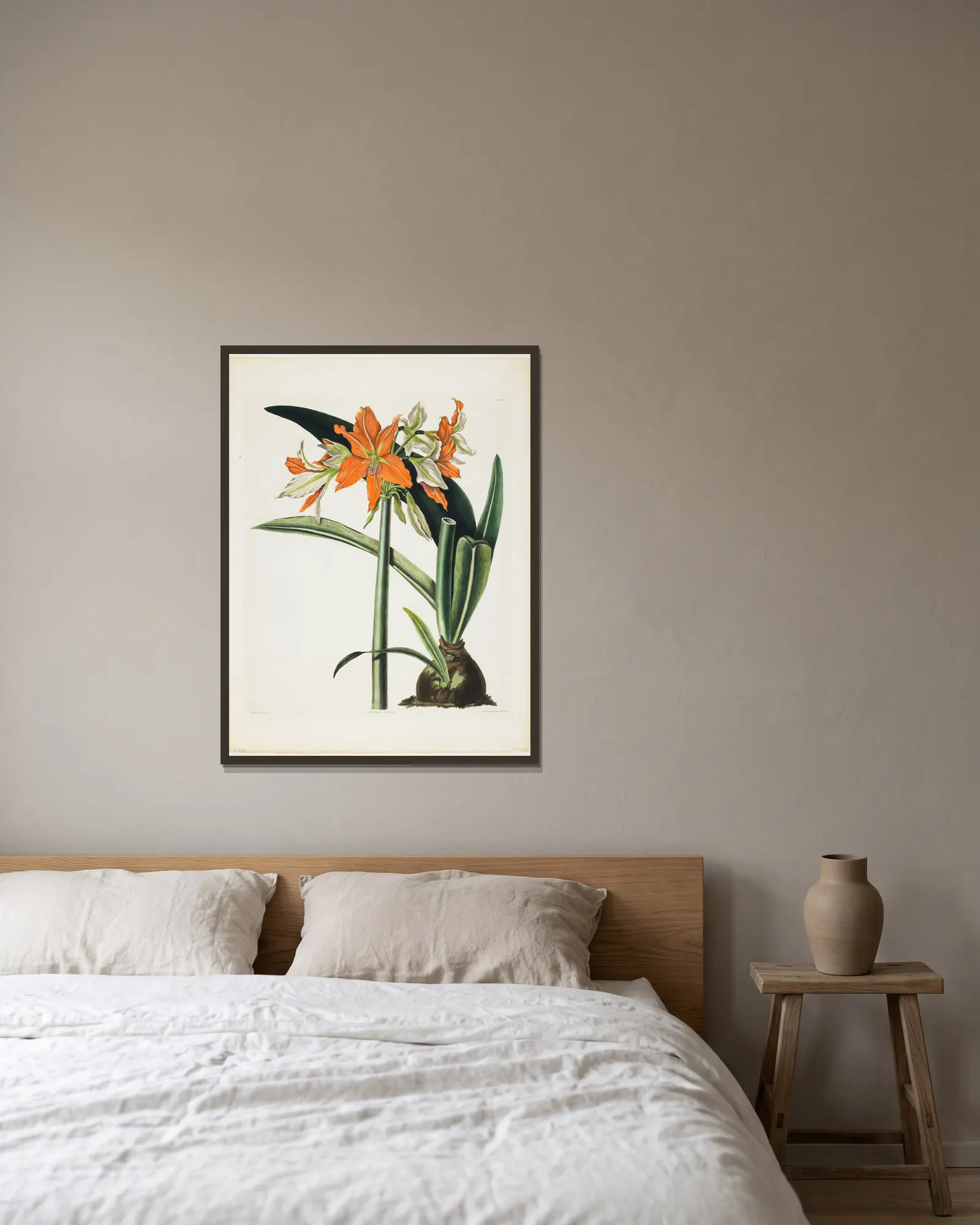 Amaryllis fulgida (Striped-tubed Amaryllis), 1831 av Priscilla Susan Bury inramad på en vägg