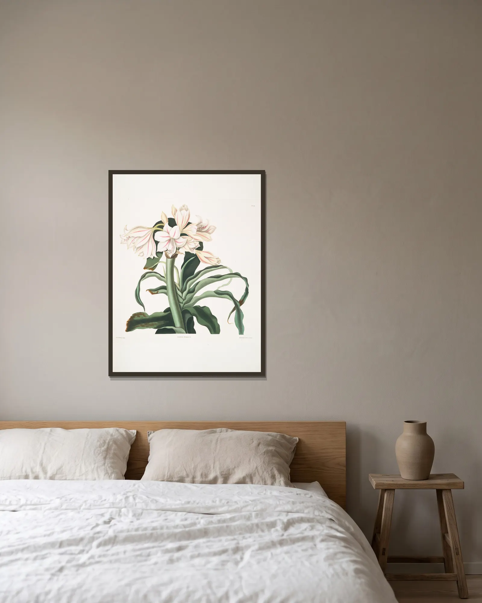 Crinum scabrum av Priscilla Susan Bury inramad på en vägg